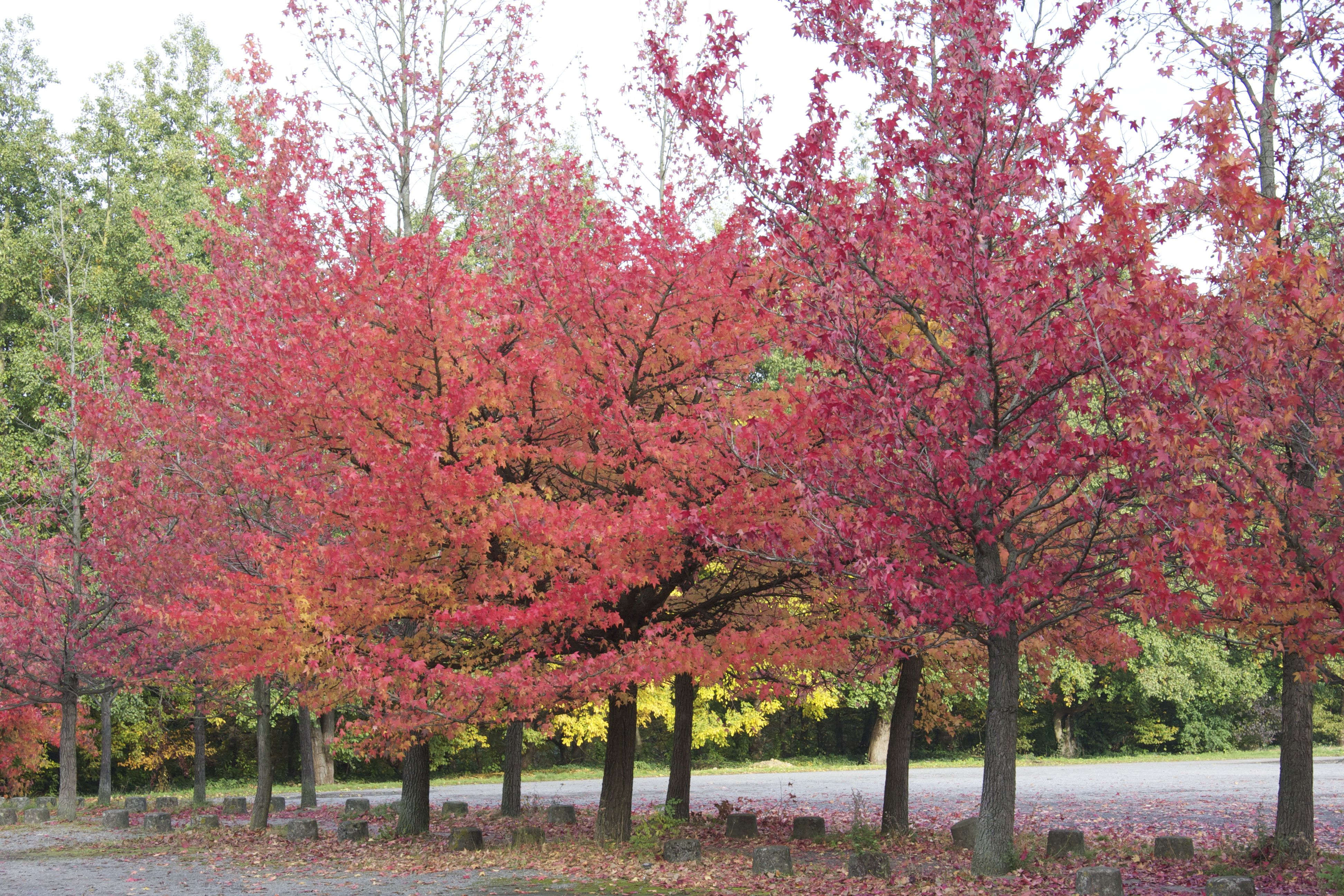 liquidambar_styraciflua3bmd