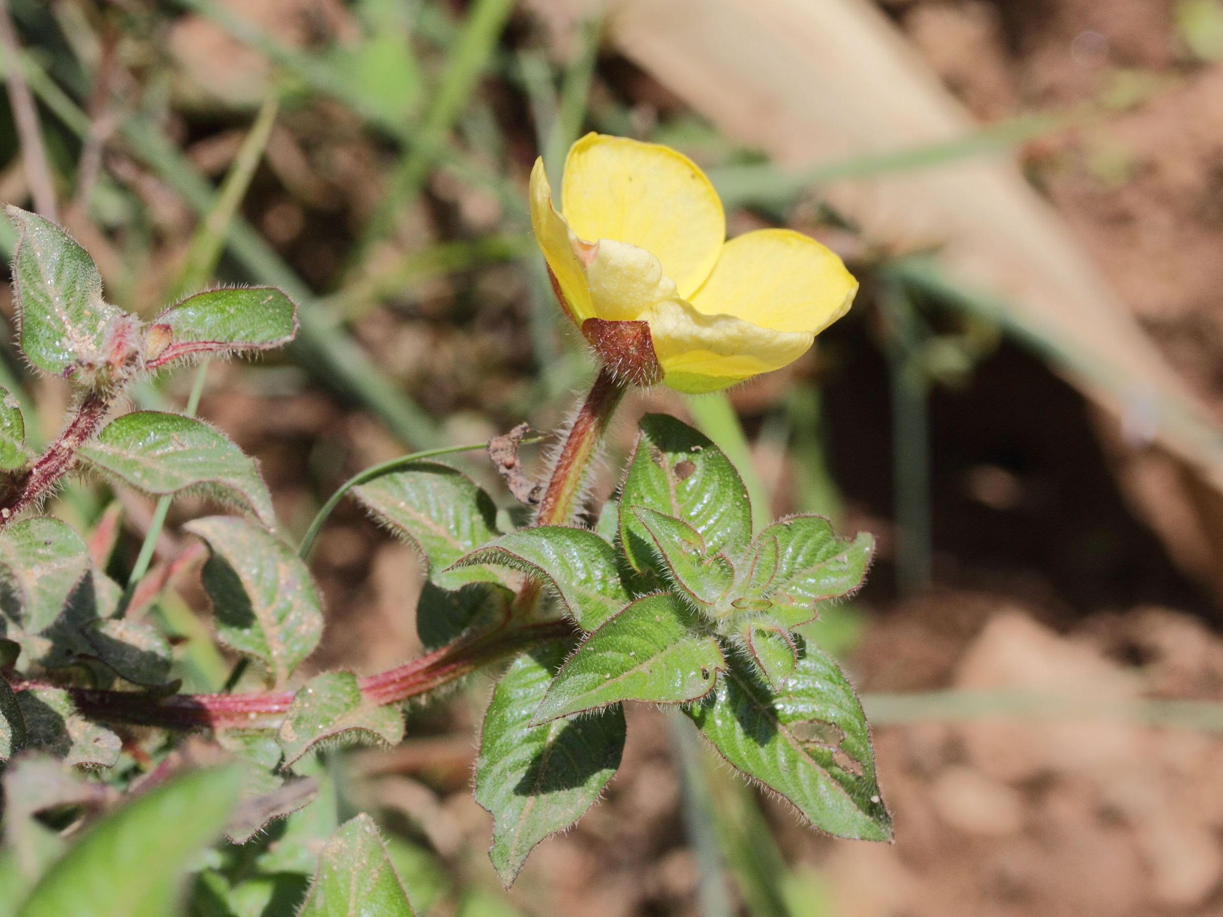 ludwigia_octovalvis9md