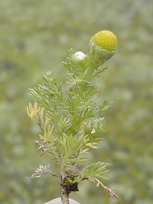 Afficher le média matricaria_discoidea2md matricaria_discoidea2md