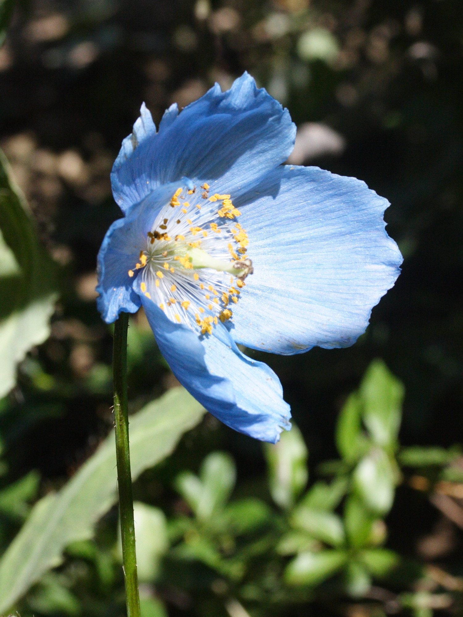 Afficher le média meconopsis_grandis2md meconopsis_grandis2md