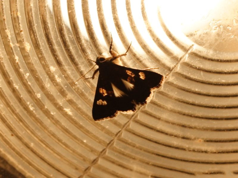 melipotis_januaris3md