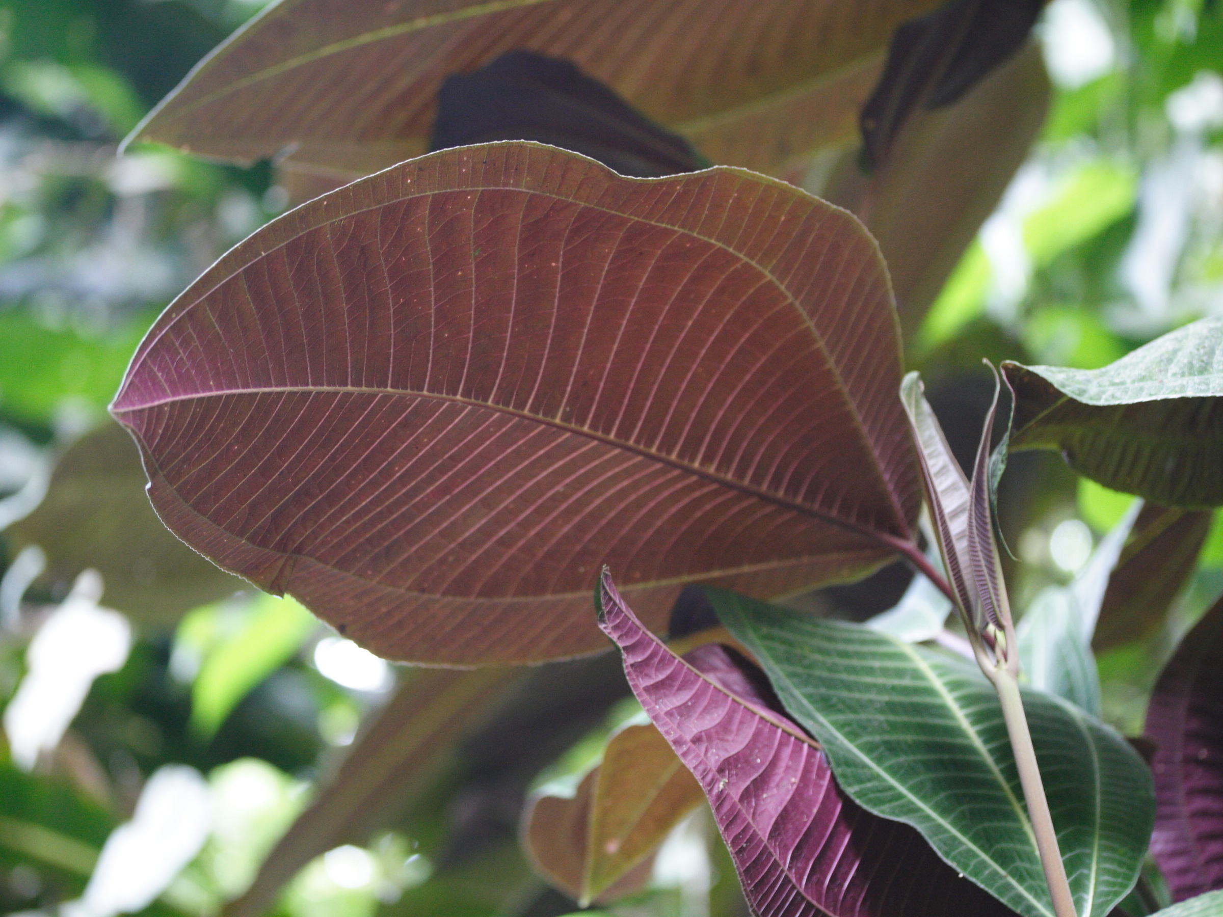 miconia_calvescens4md