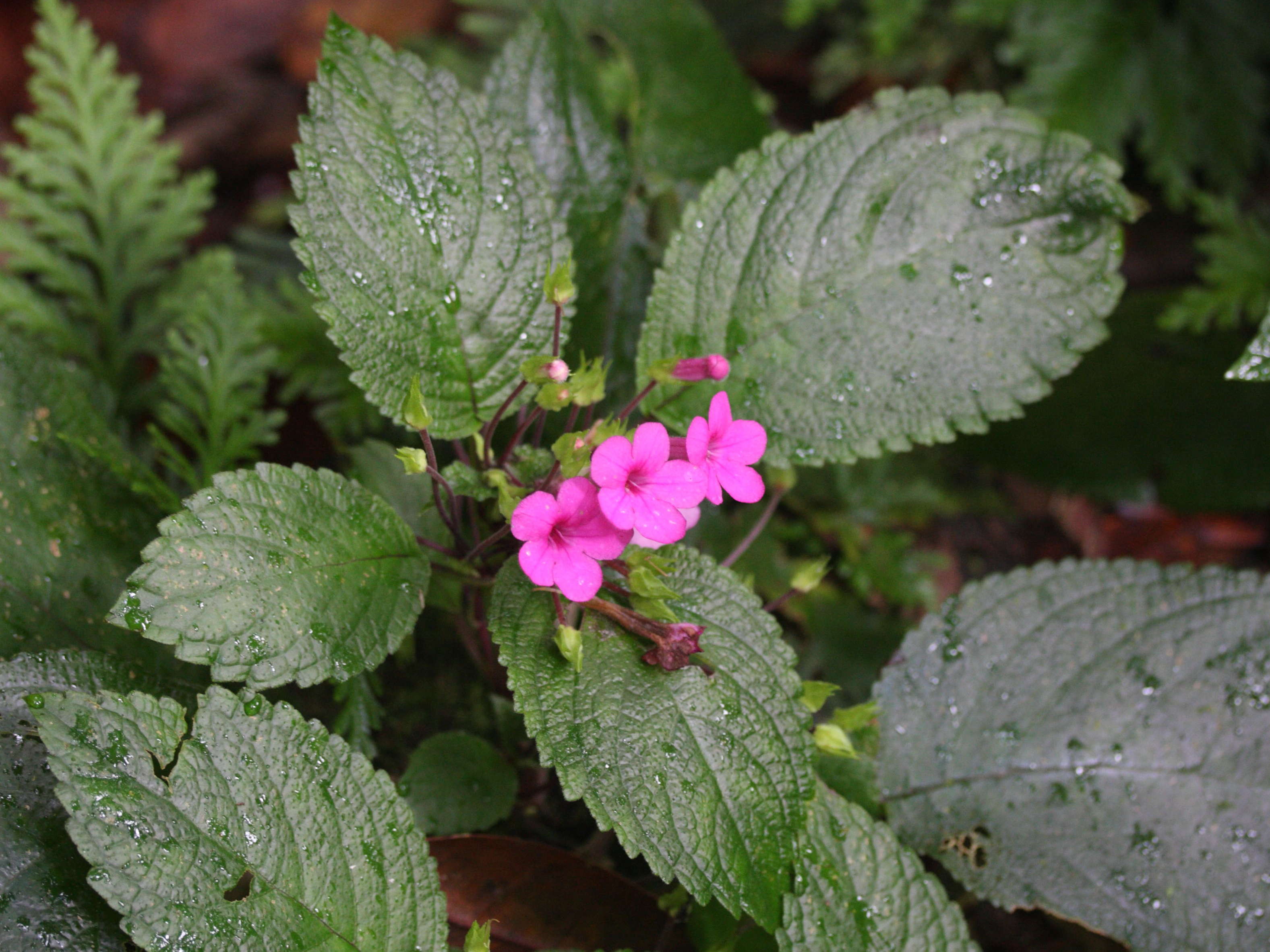 nautilocalyx_melittifolius1md