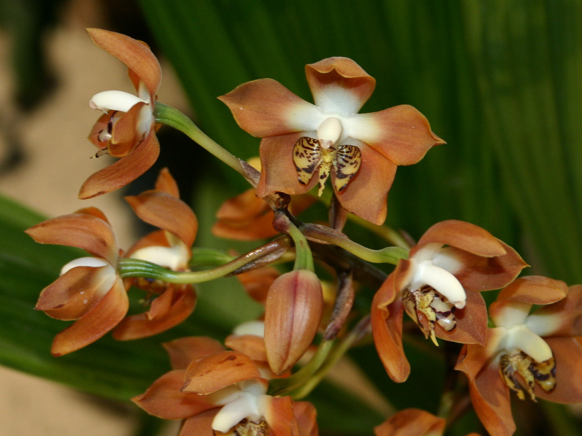 Afficher le média neomoorea_irrorata2bsd neomoorea_irrorata2bsd