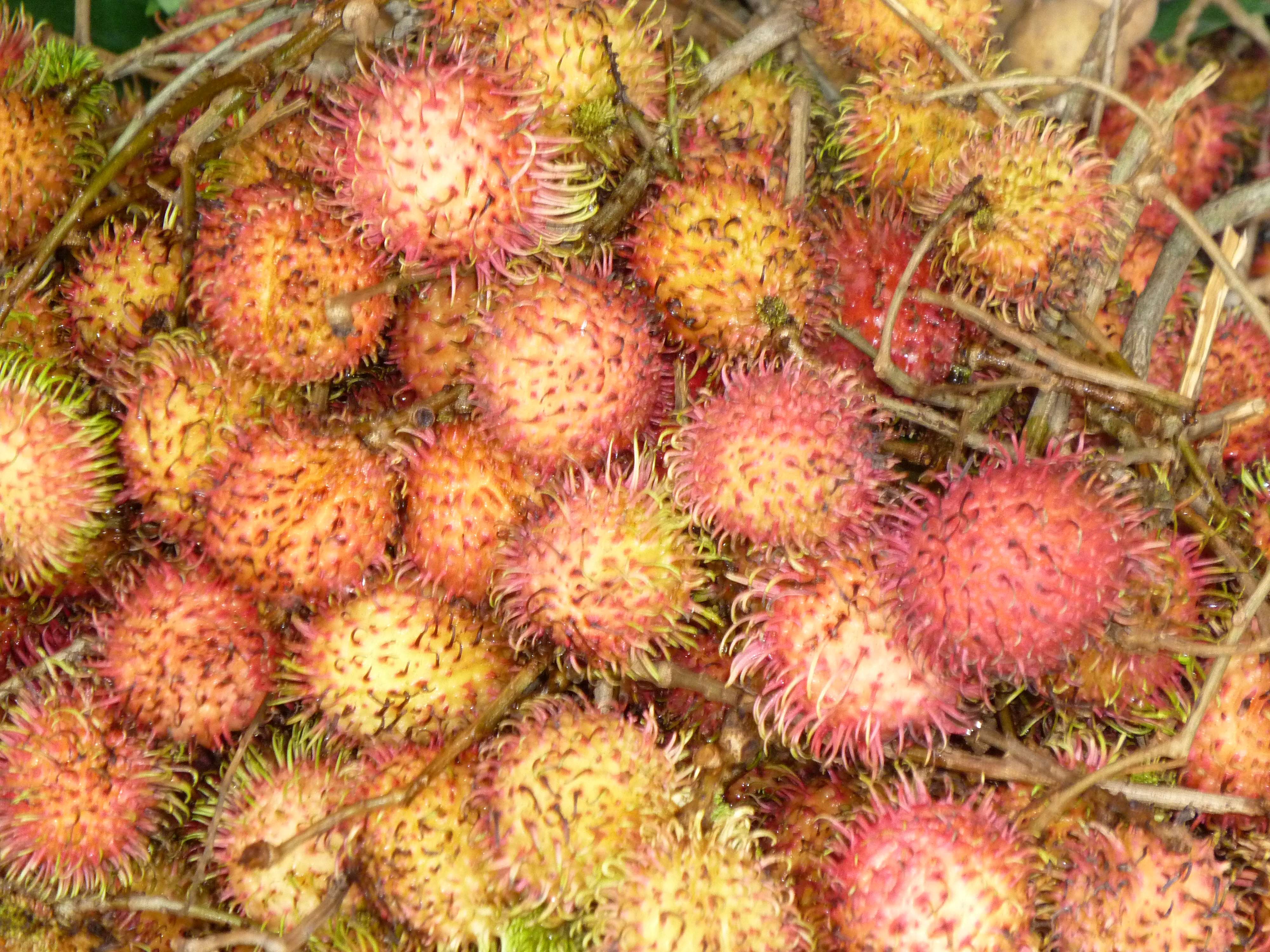 nephelium_lappaceum2fc