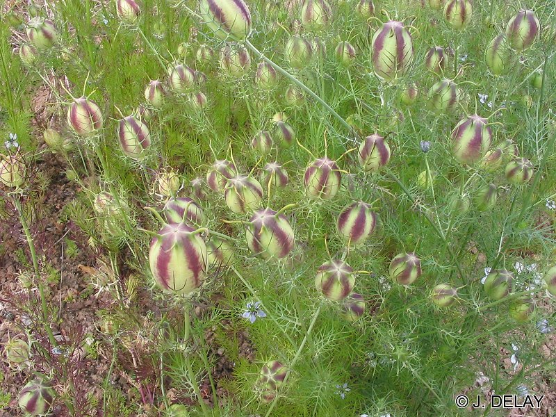 Afficher le média nigella_sativa2jd nigella_sativa2jd