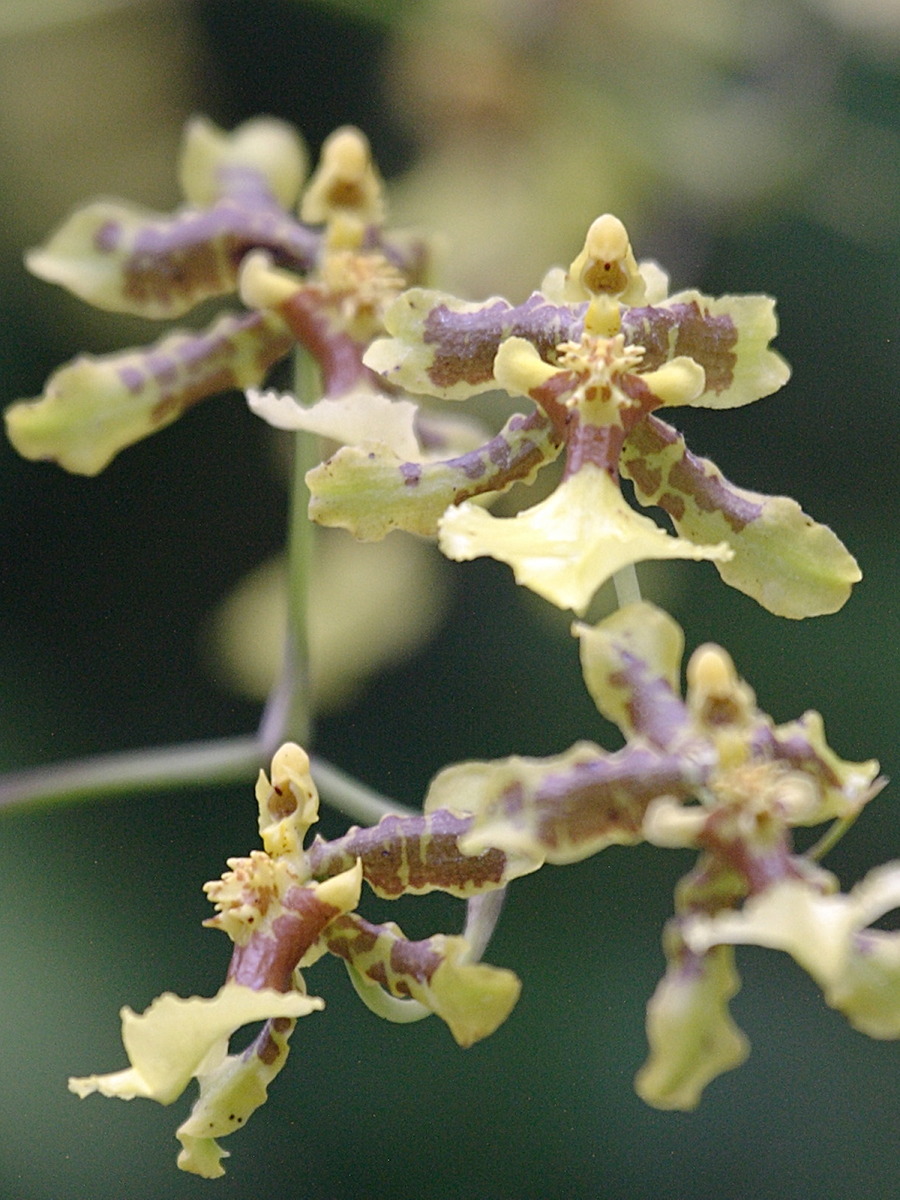 oncidium_baueri2bd