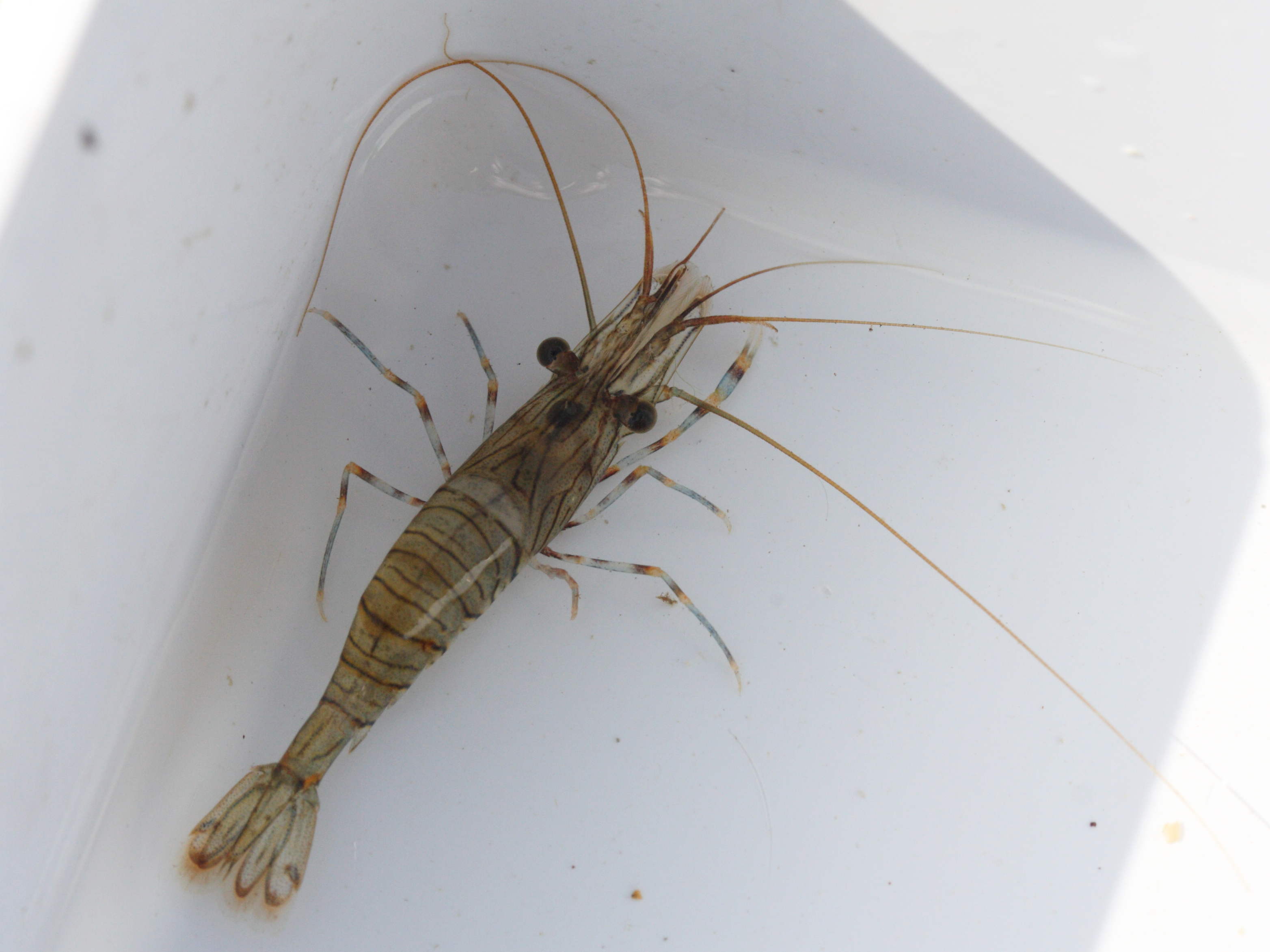 Afficher le média palaemon_serratus2md palaemon_serratus2md