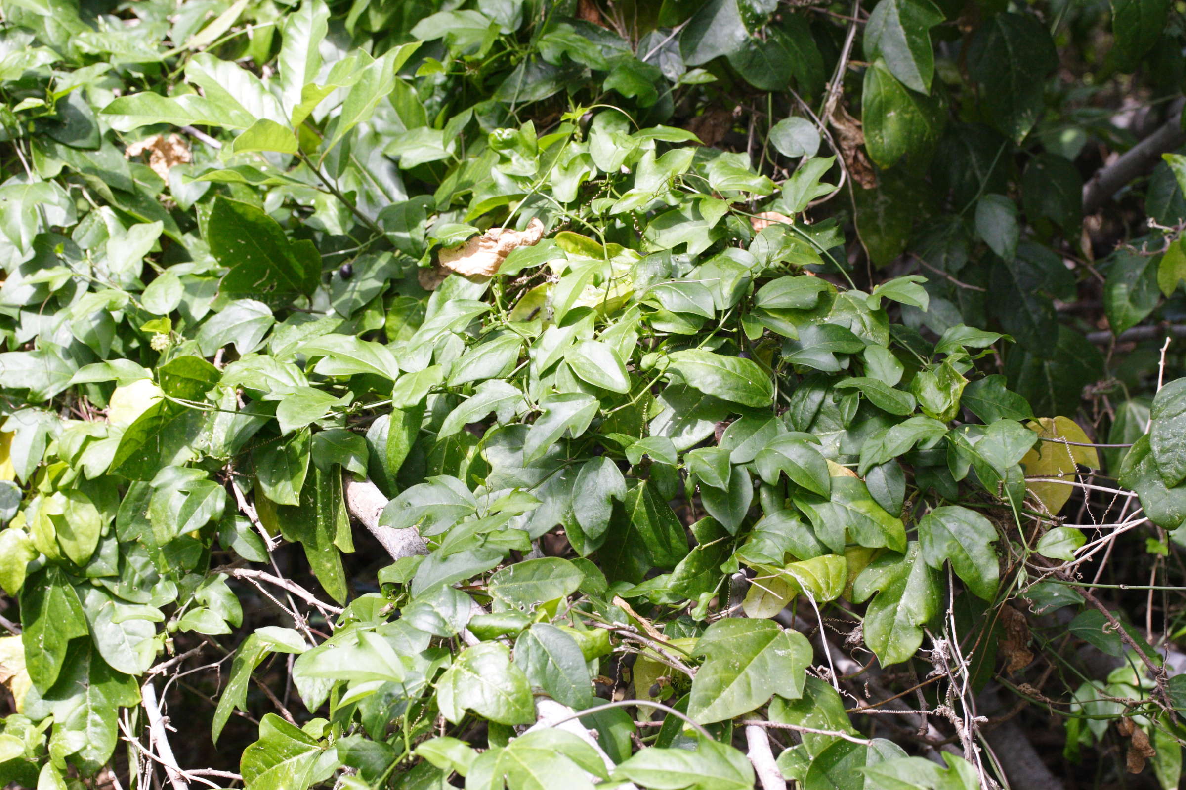 passiflora_suberosa1md