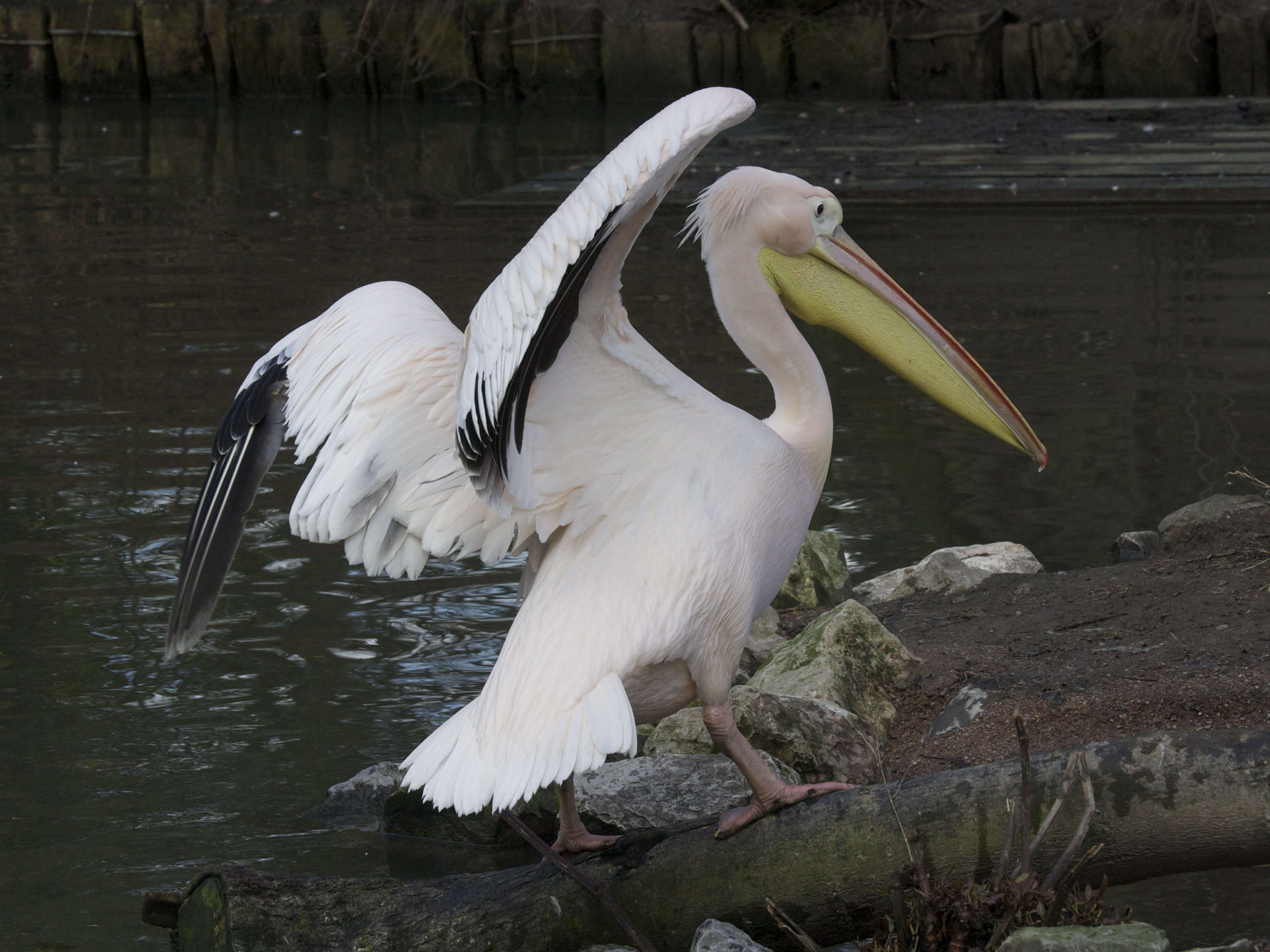 pelican_blanc_-_pelecanus_onocrotalus6md