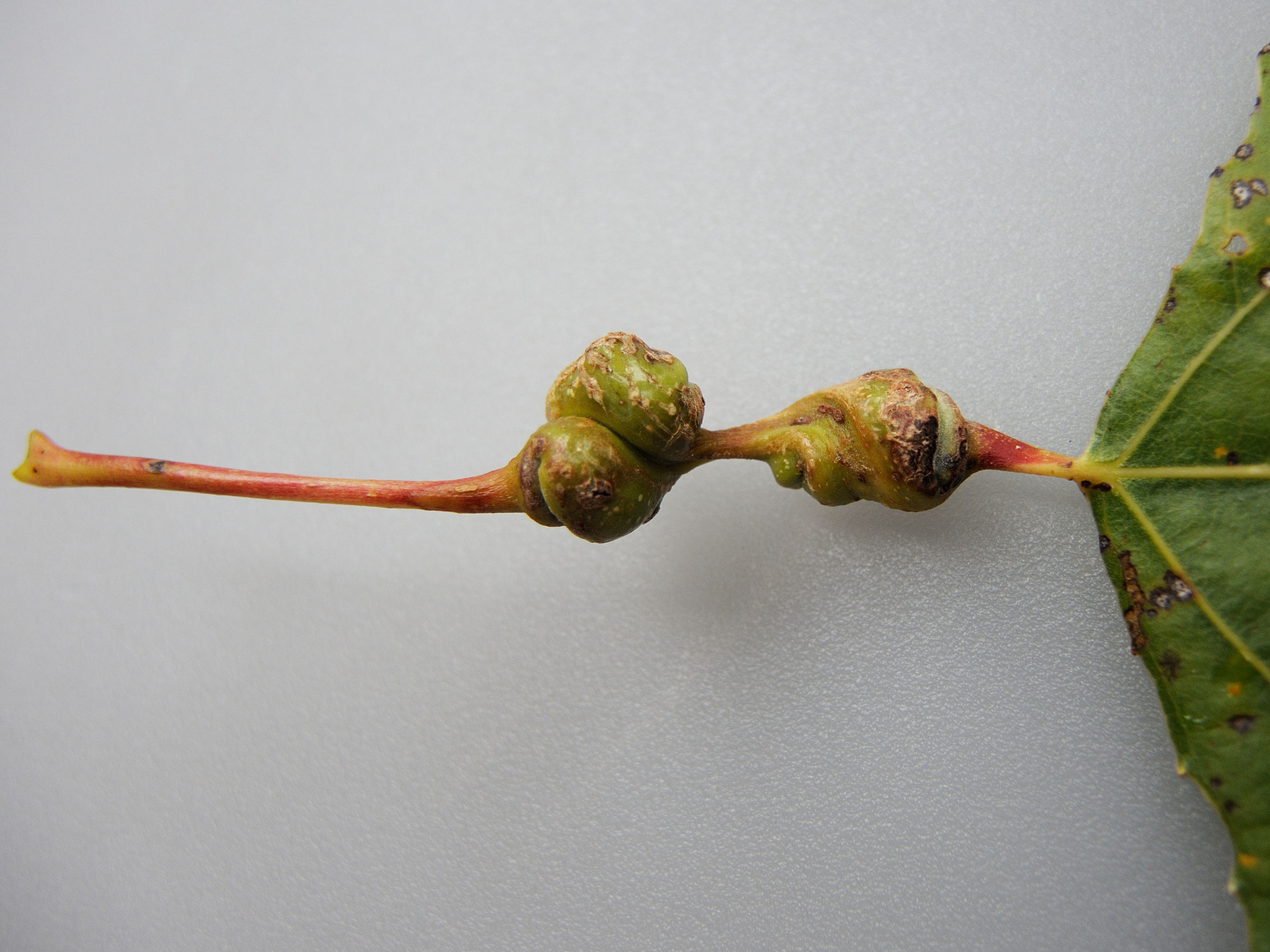 Pemphigus_spyrothecae