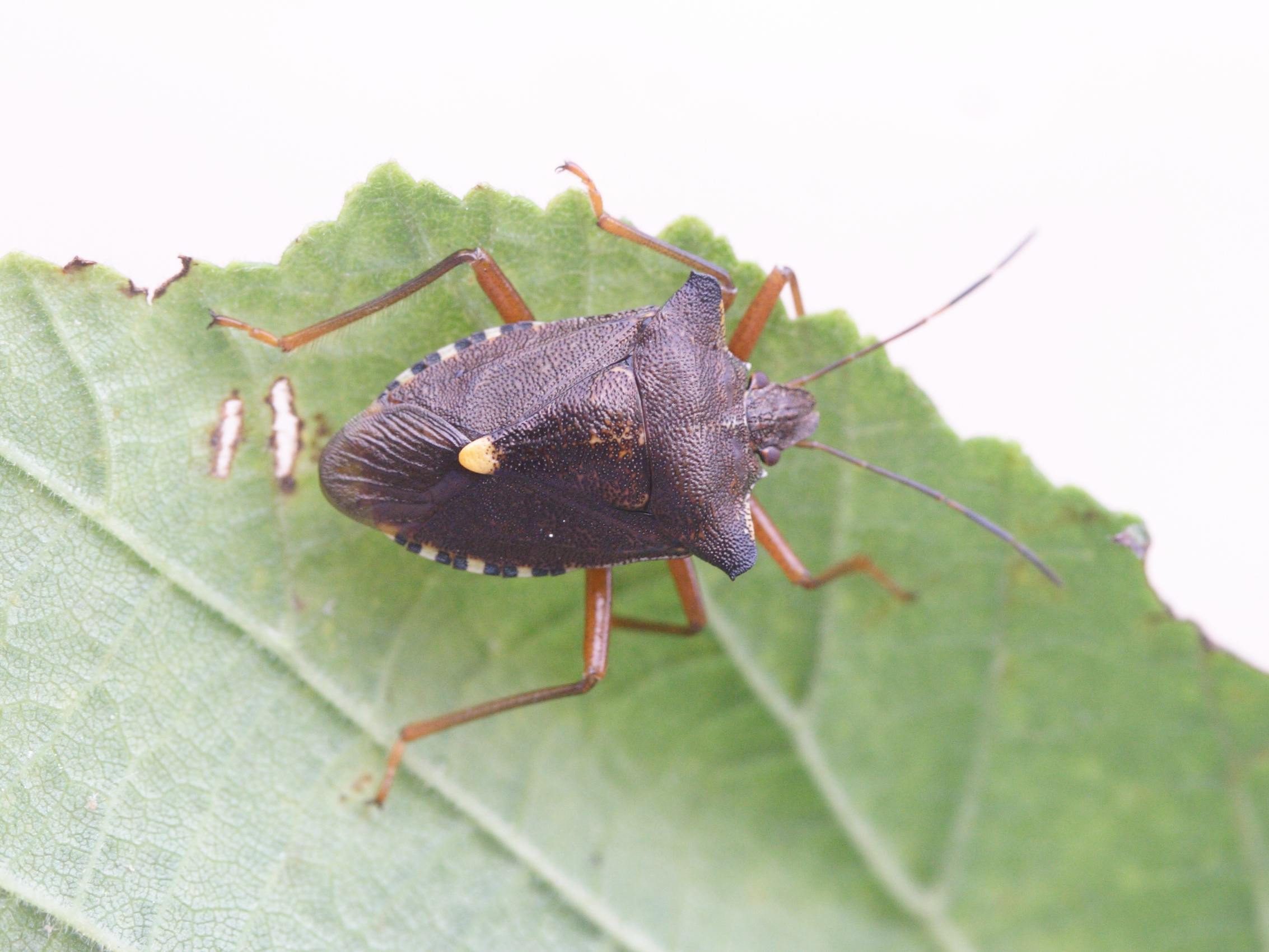 pentatoma_rufipes1md