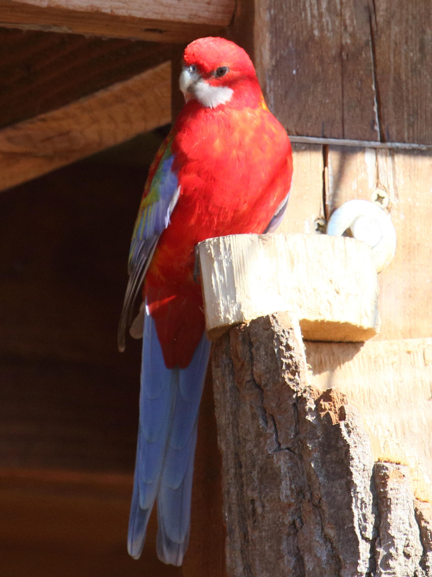 Afficher le média perruche_de_pennant_-_platycercus_elegansbd perruche_de_pennant_-_platycercus_elegansbd