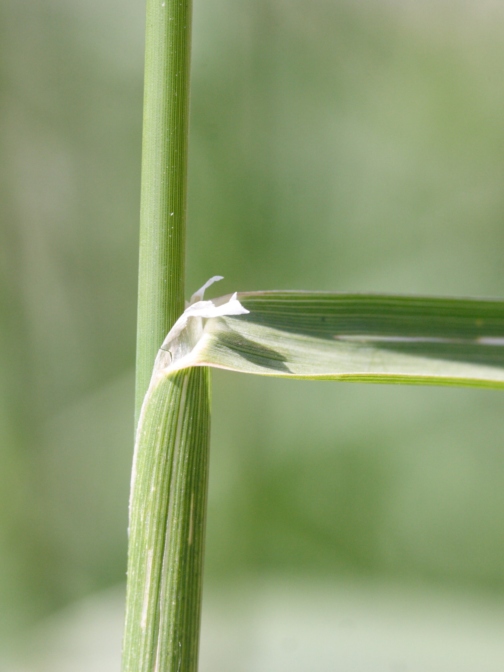 phalaris_arundinacea4md