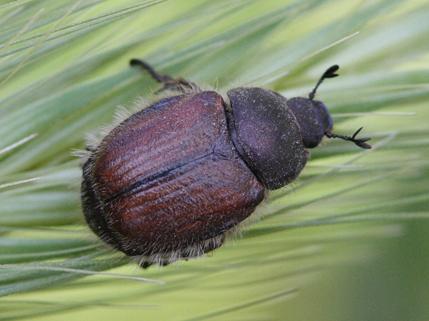 Afficher le média phyllopertha_horticola4md phyllopertha_horticola4md