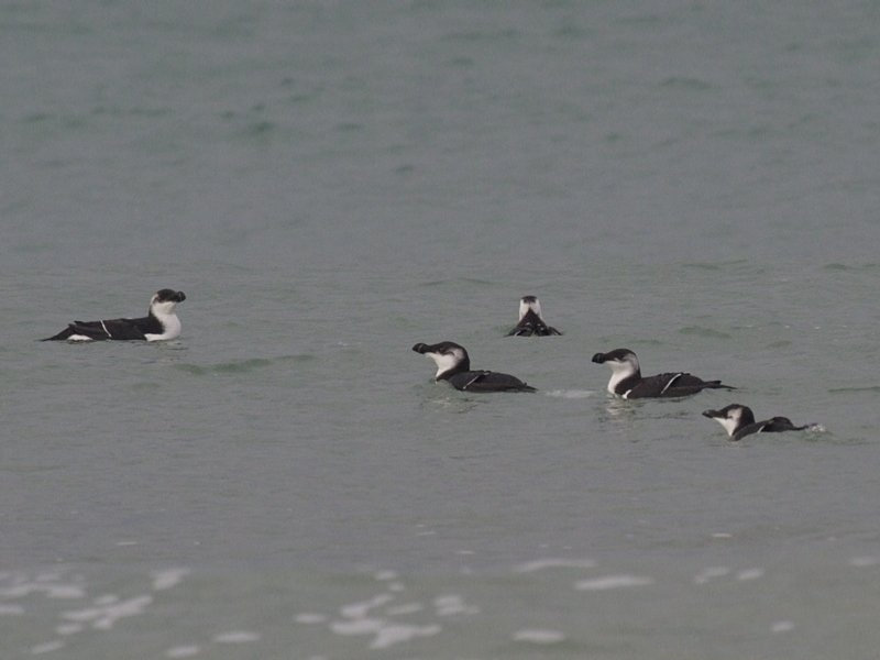 pingouin_torda_-_alca_torda2bd