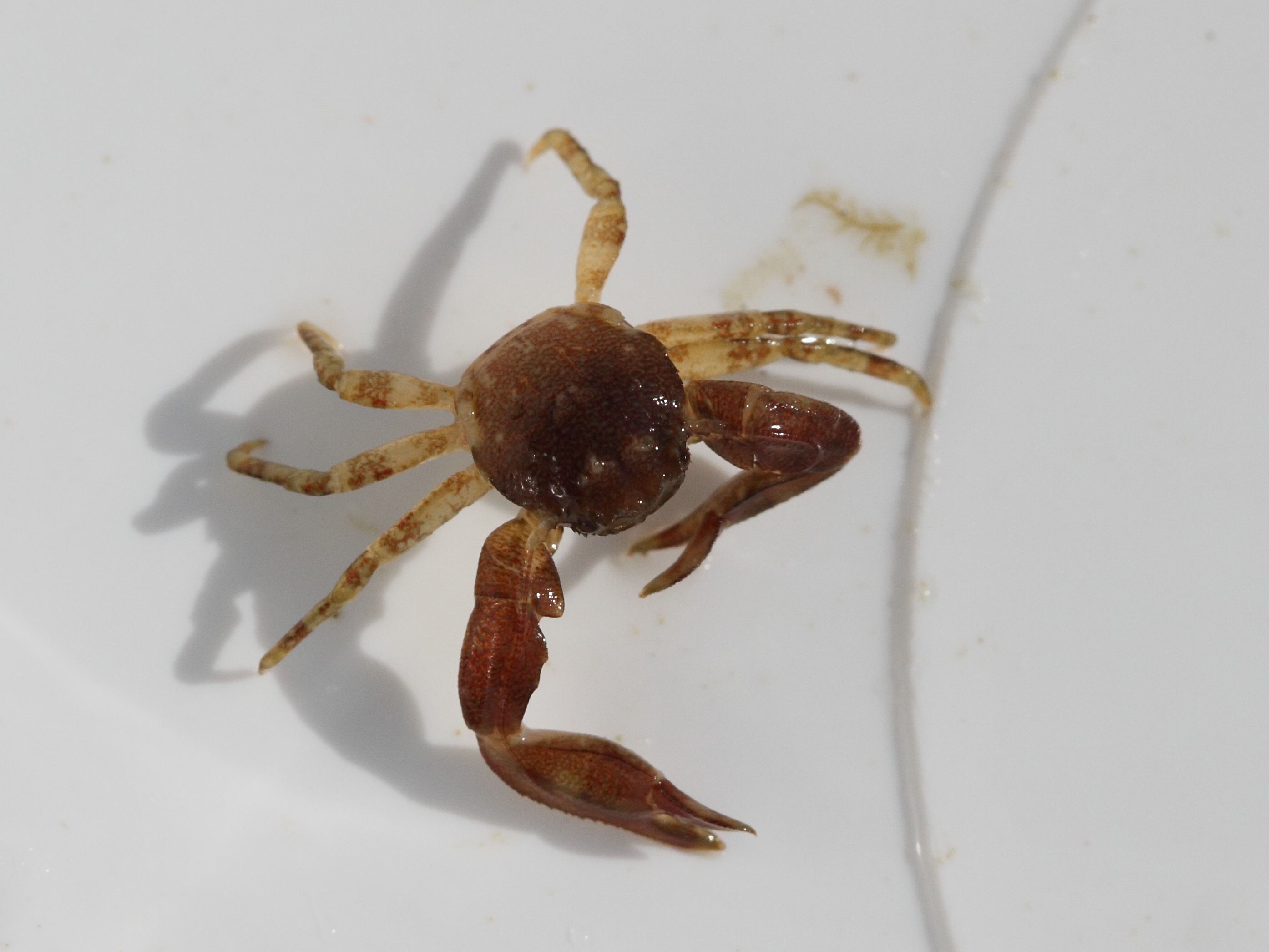 pisidia_longicornis3bd