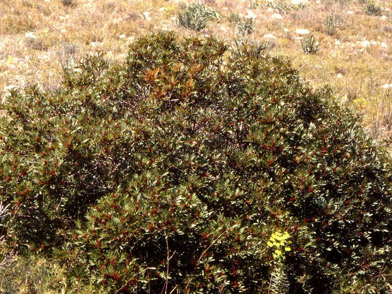 Afficher le média pistacia_lentiscus1mcf pistacia_lentiscus1mcf