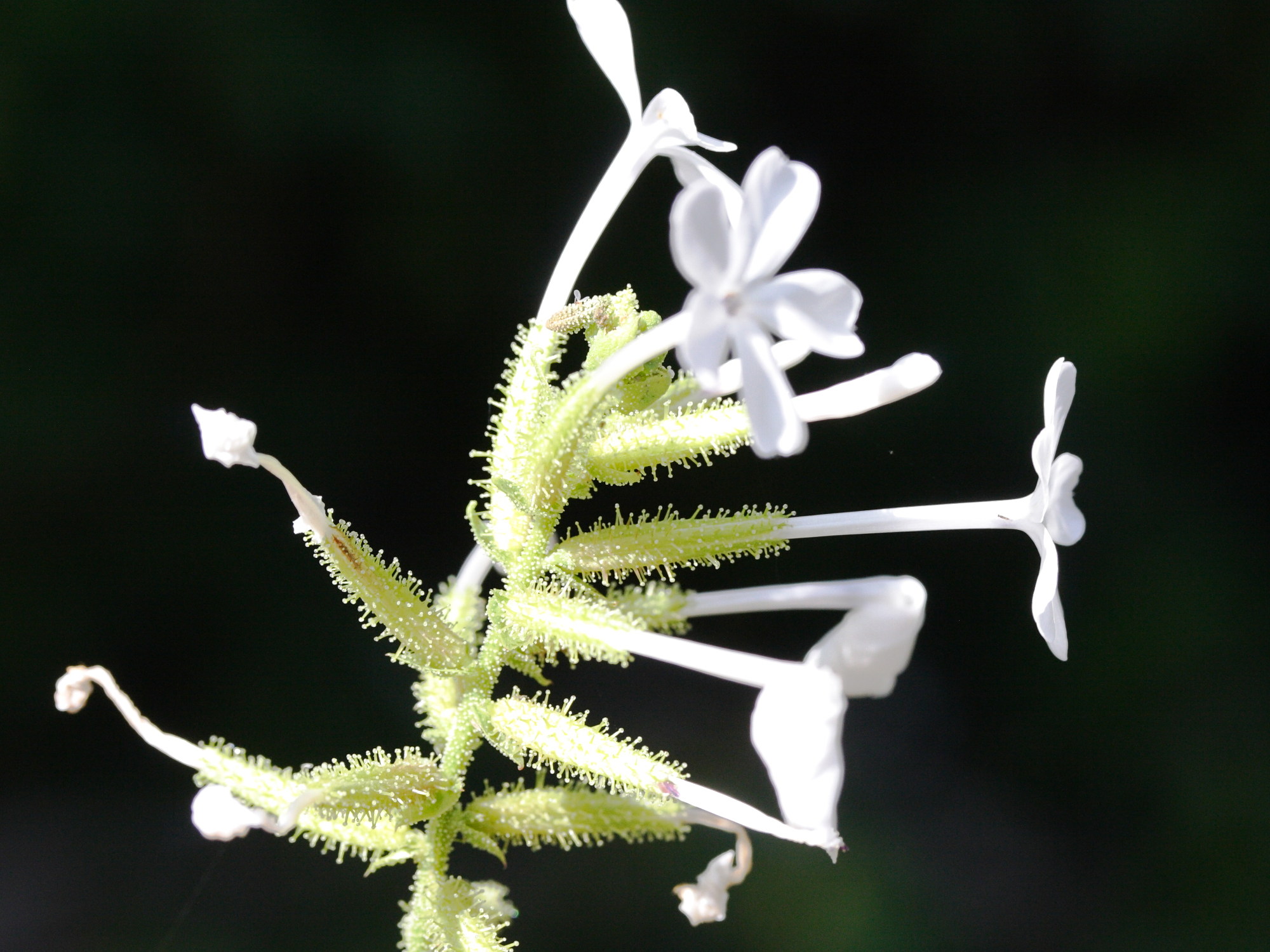 Afficher le média plumbago_zeylanica3md plumbago_zeylanica3md