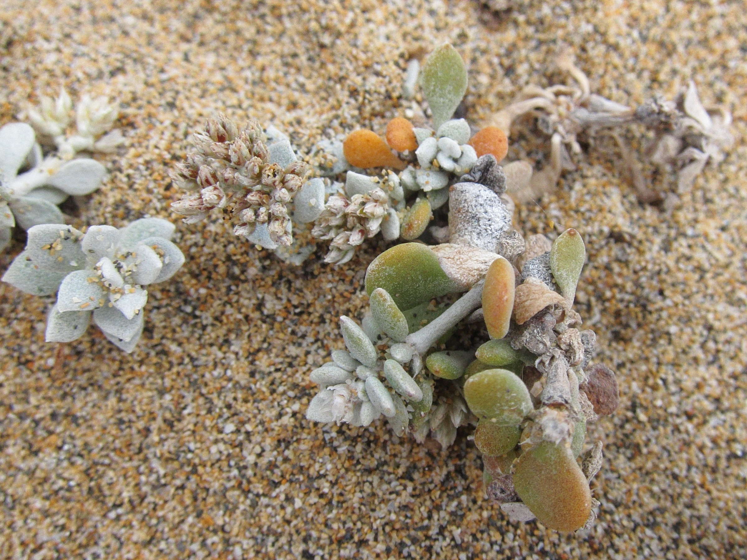 polycarpaea_nivea6bd