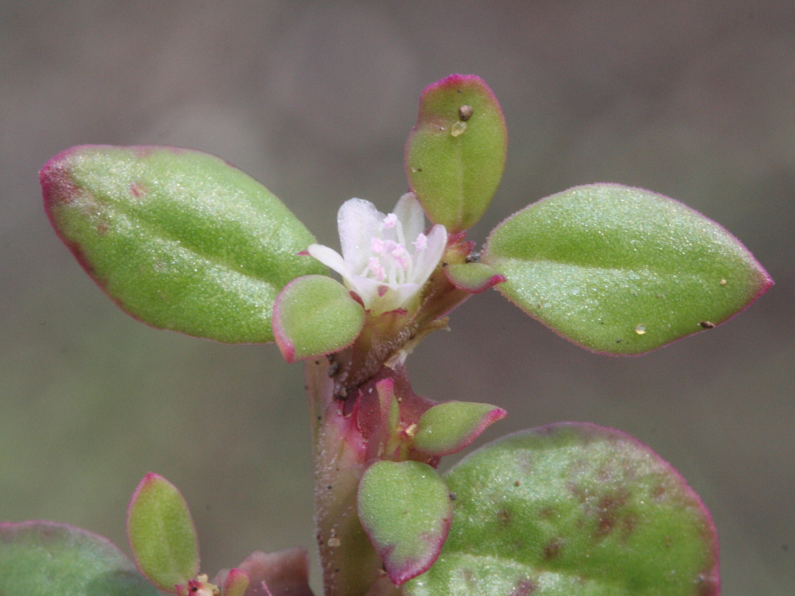 polygonum_plebeium2md