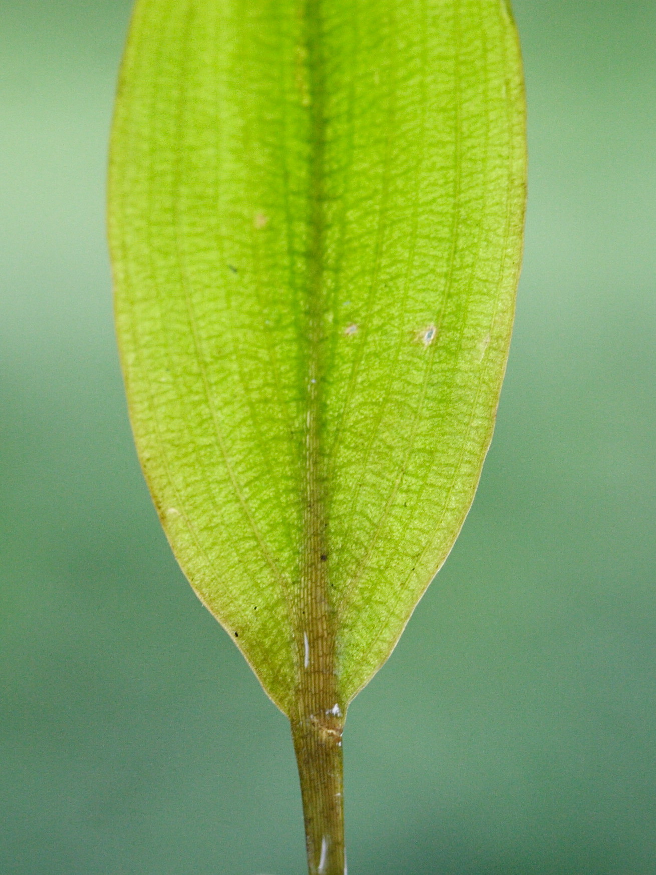 potamogeton_polygonifolius2md