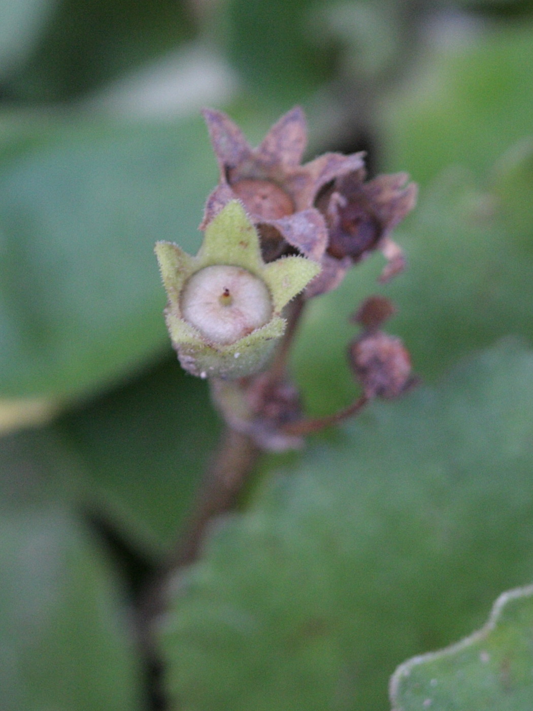 Afficher le média primula_hirsuta3abd primula_hirsuta3abd