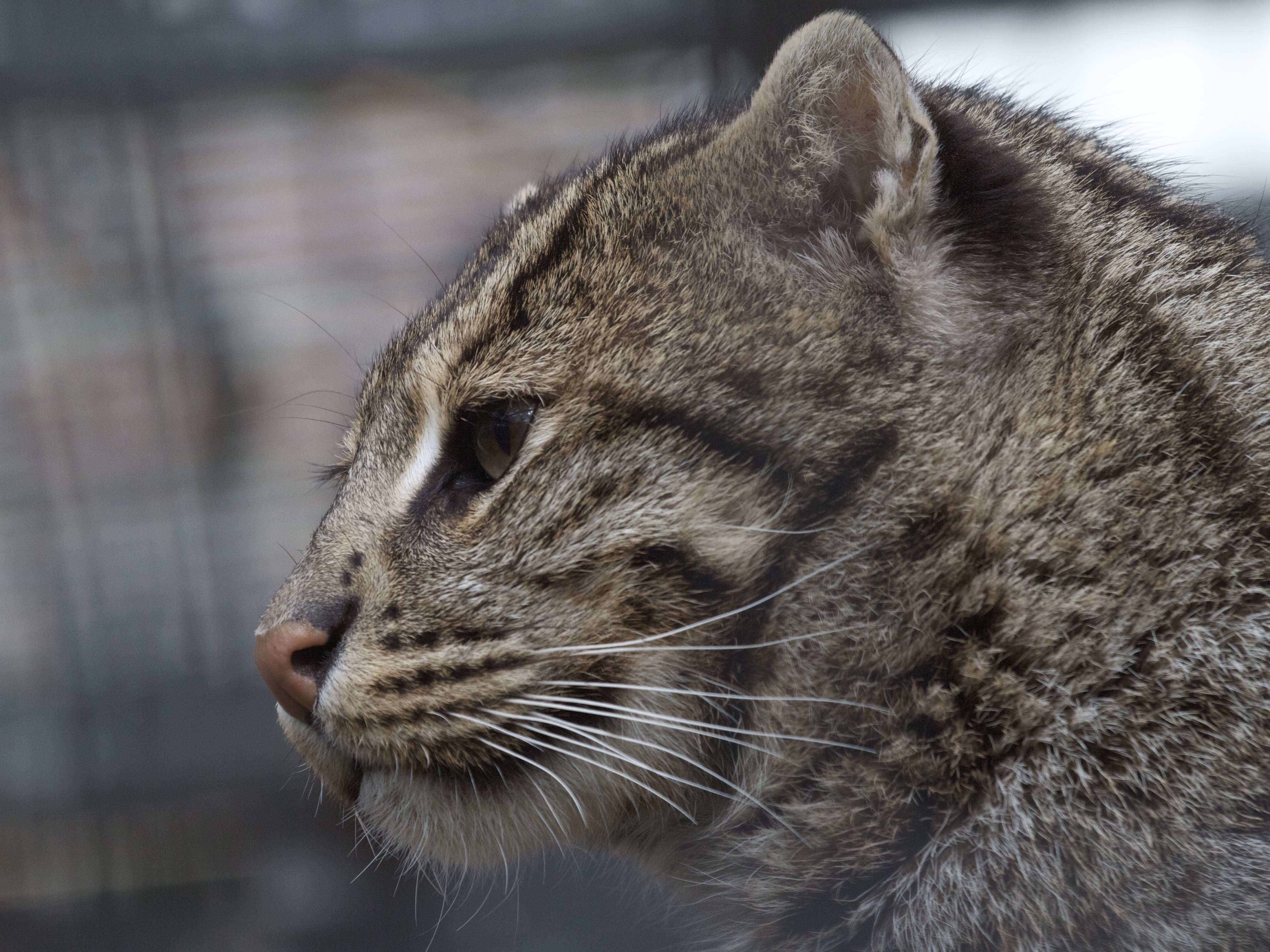 prionailurus_viverrinus2bd