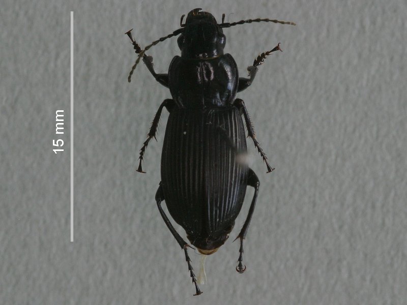 pterostichus_cristatus1b