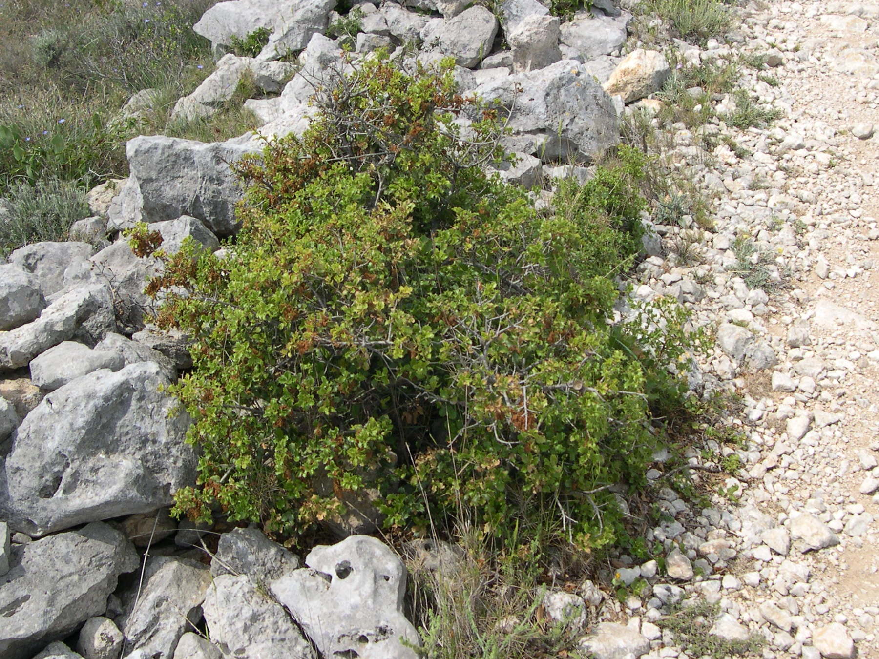 quercus_coccifera1amd