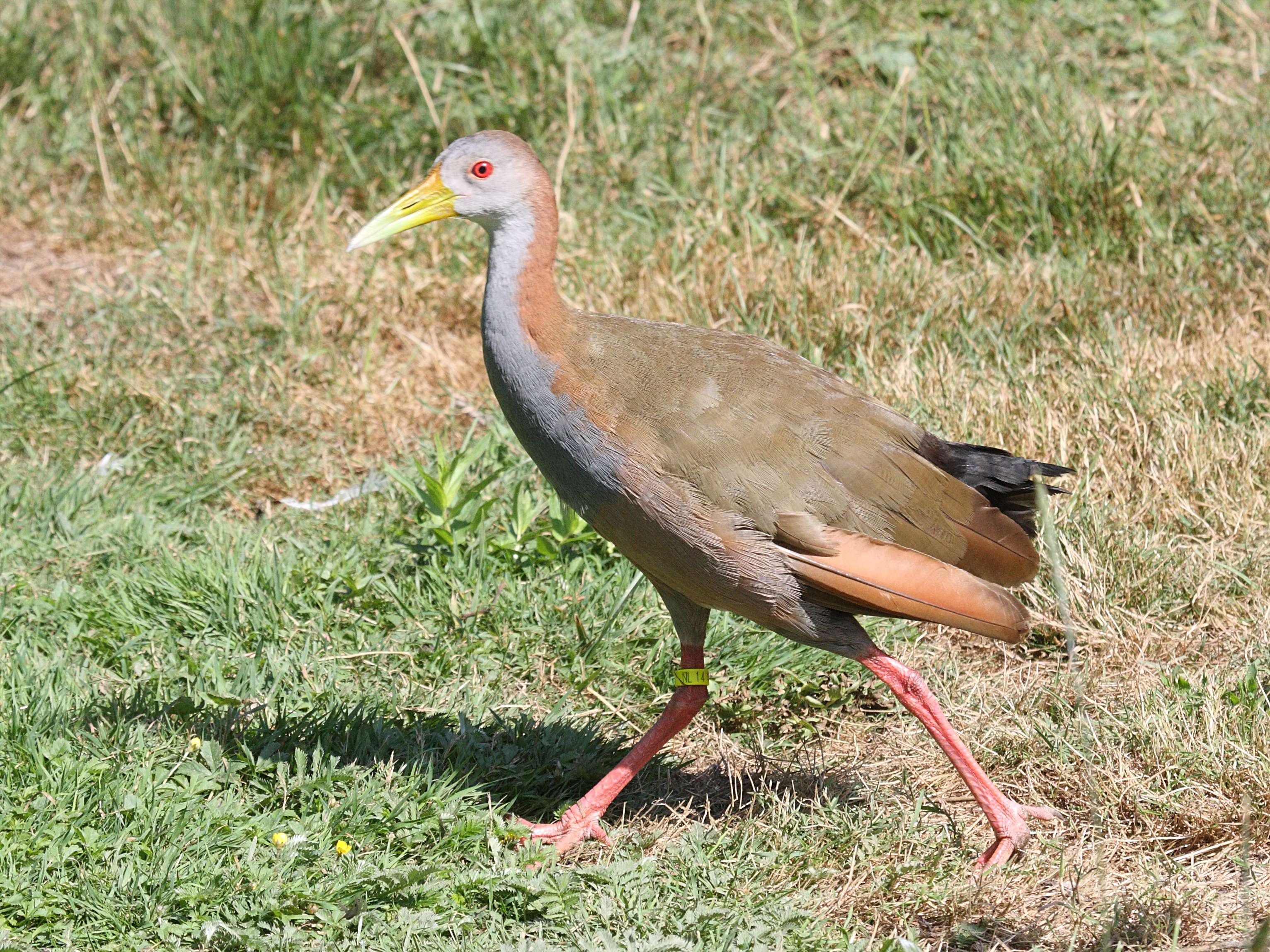 rale_ypecaha_-_aramides_ypecaha3bd