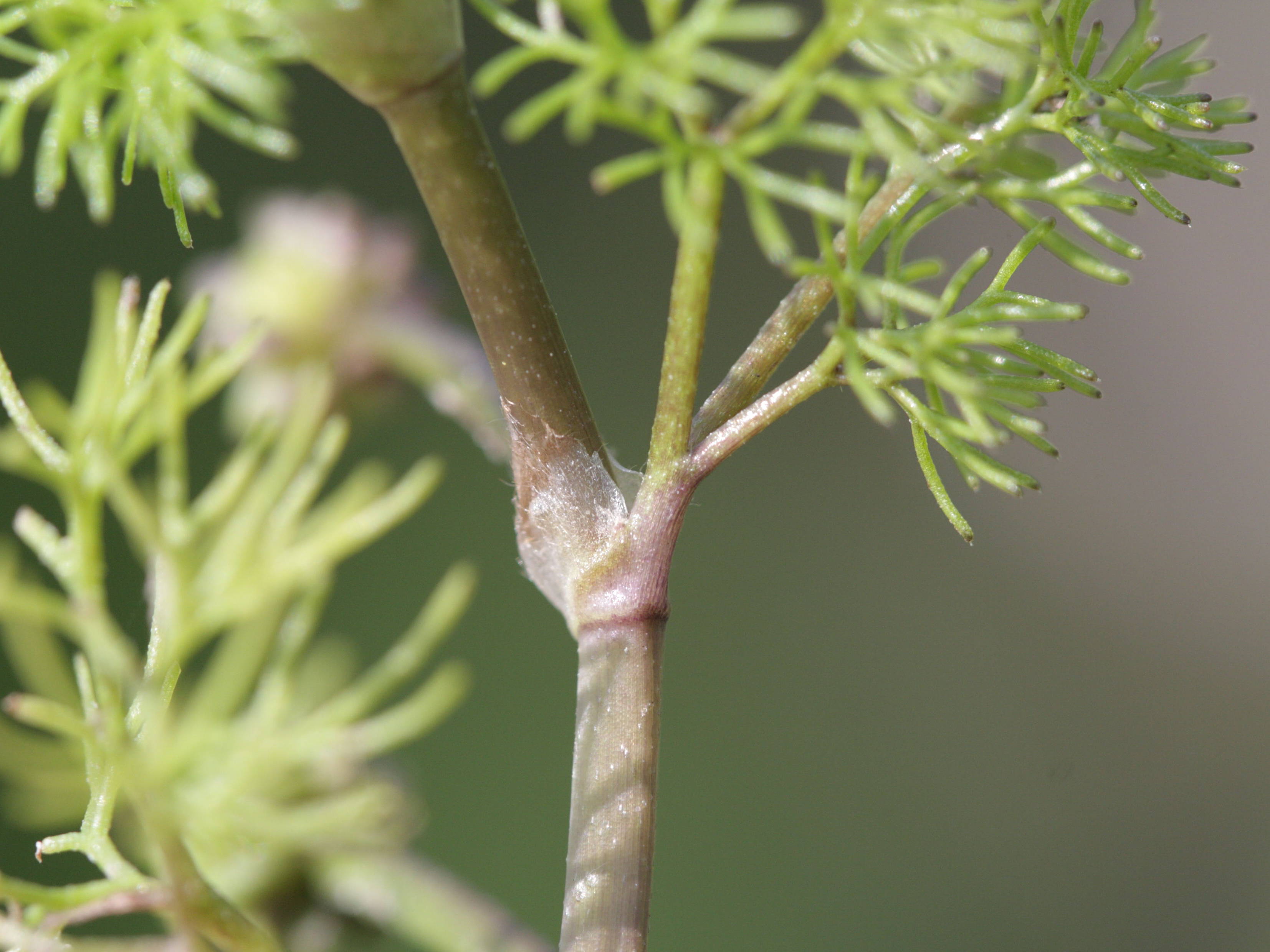 ranunculus_baudotii4bd