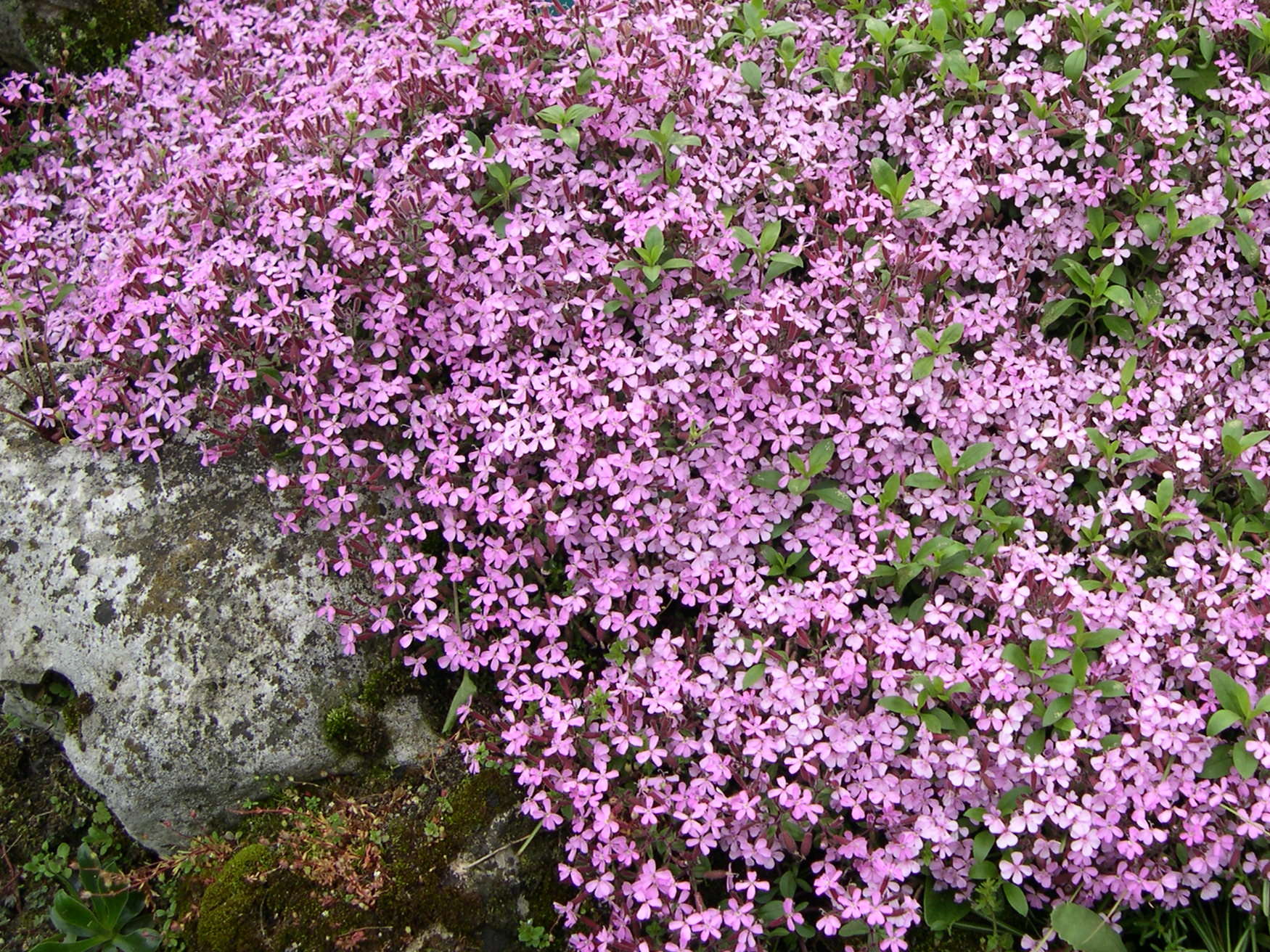 Afficher le média saponaria_ocymoides1md saponaria_ocymoides1md