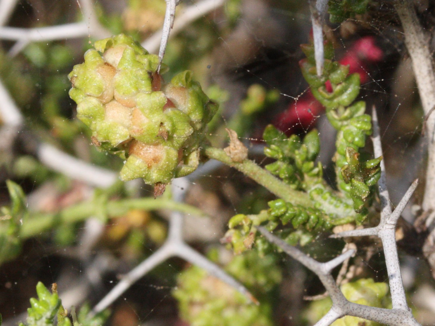 sarcopoterium_spinosum2md