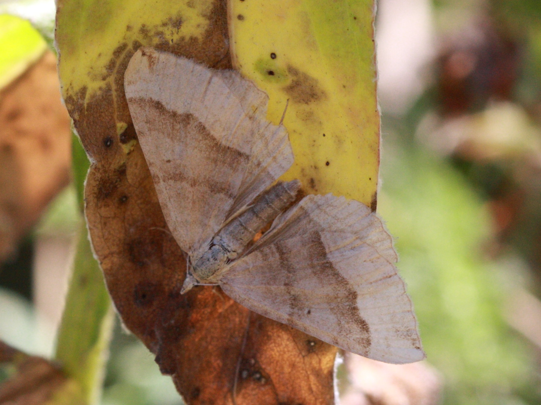 Afficher le média scotopteryx_chenopodiata7bd scotopteryx_chenopodiata7bd