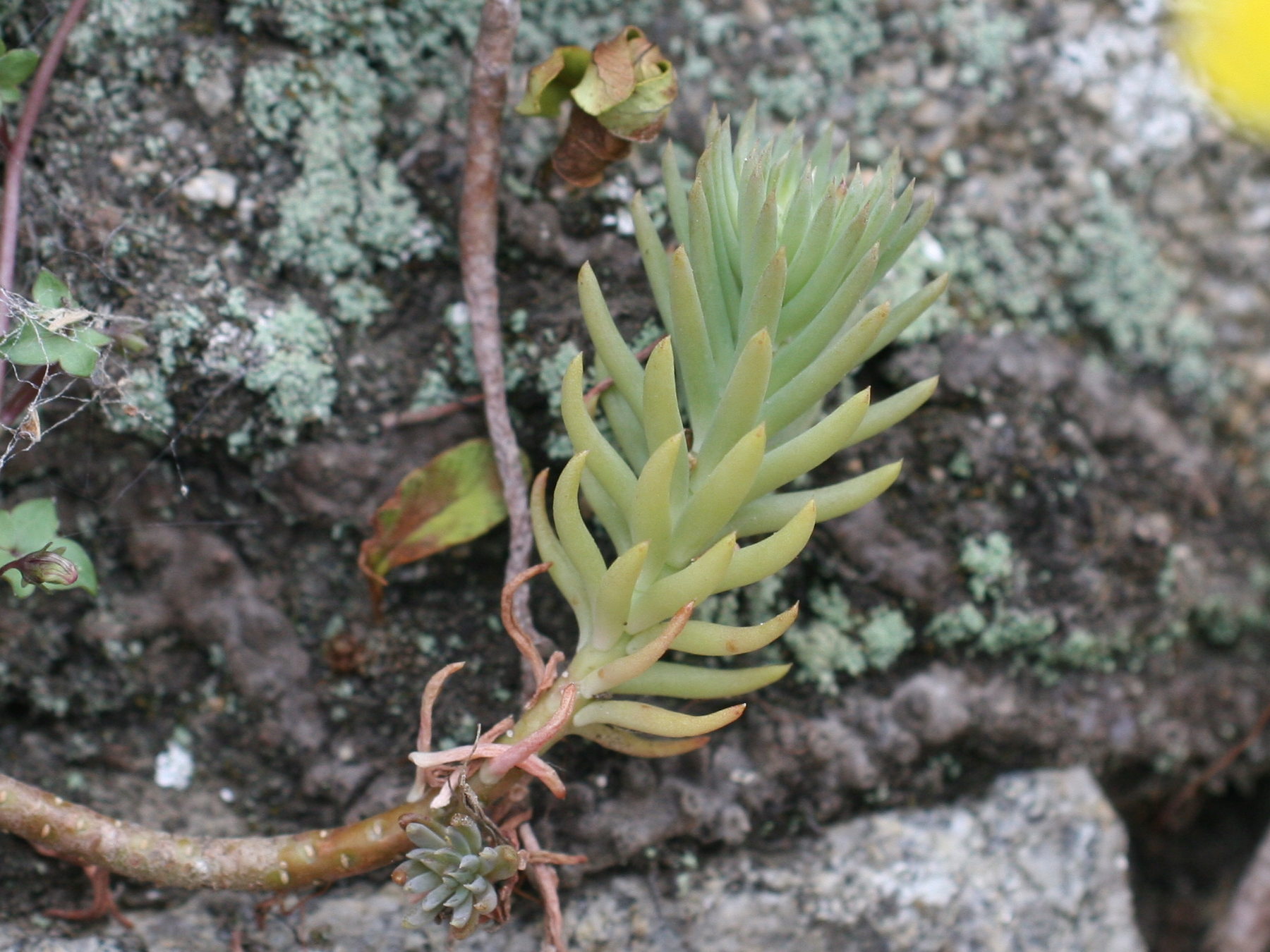 sedum_rupestre3md
