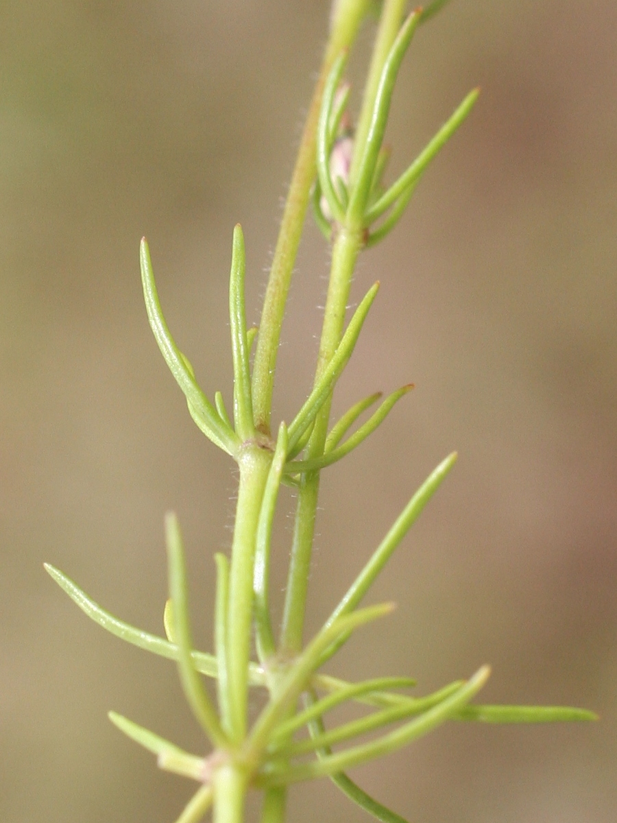 spergula_arvensis5bd