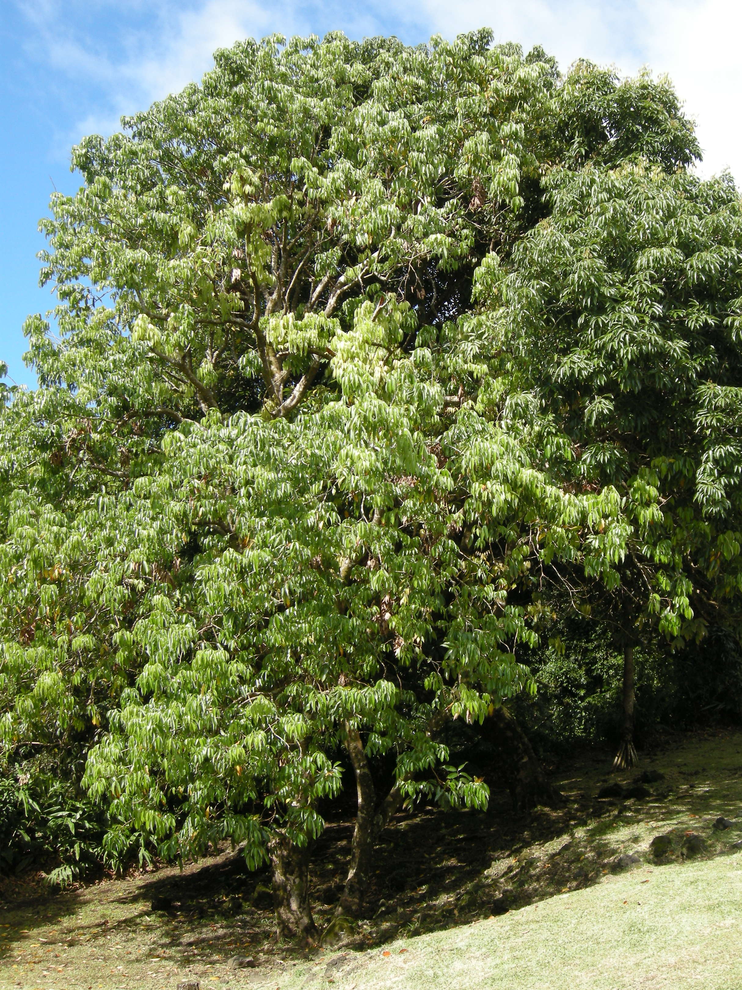 spondias_cytherea1md