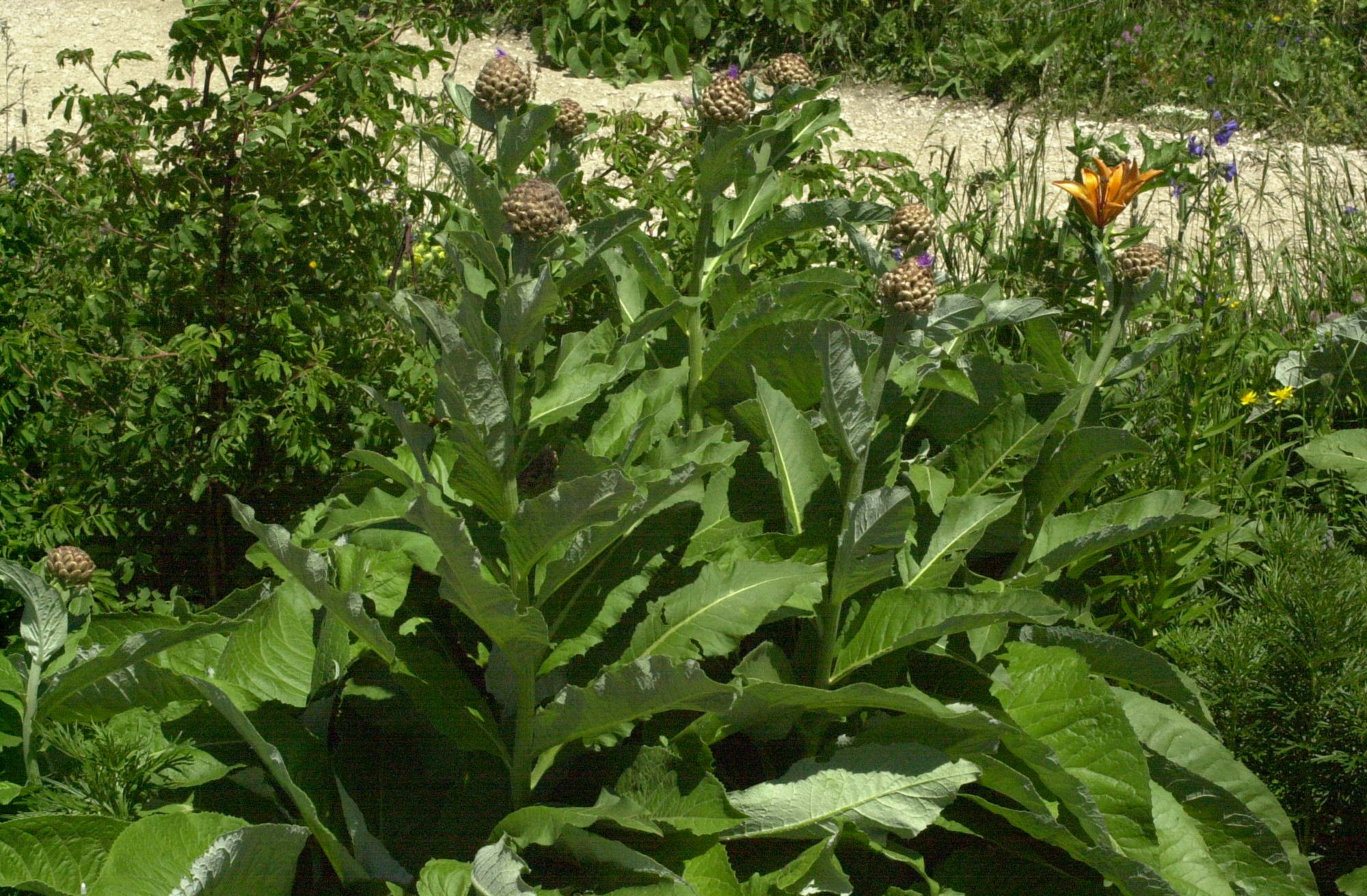 Stemmacantha_rhapontica lamarckii