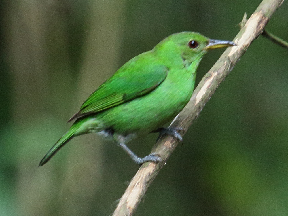 Afficher le média tangara_emeraude_-_chlorophanes_spiza1bd tangara_emeraude_-_chlorophanes_spiza1bd
