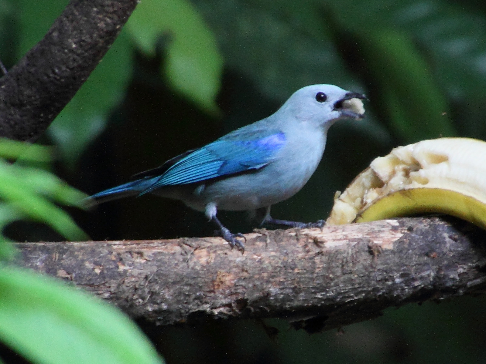 tangara_eveque_-_thraupis_episcopus3md