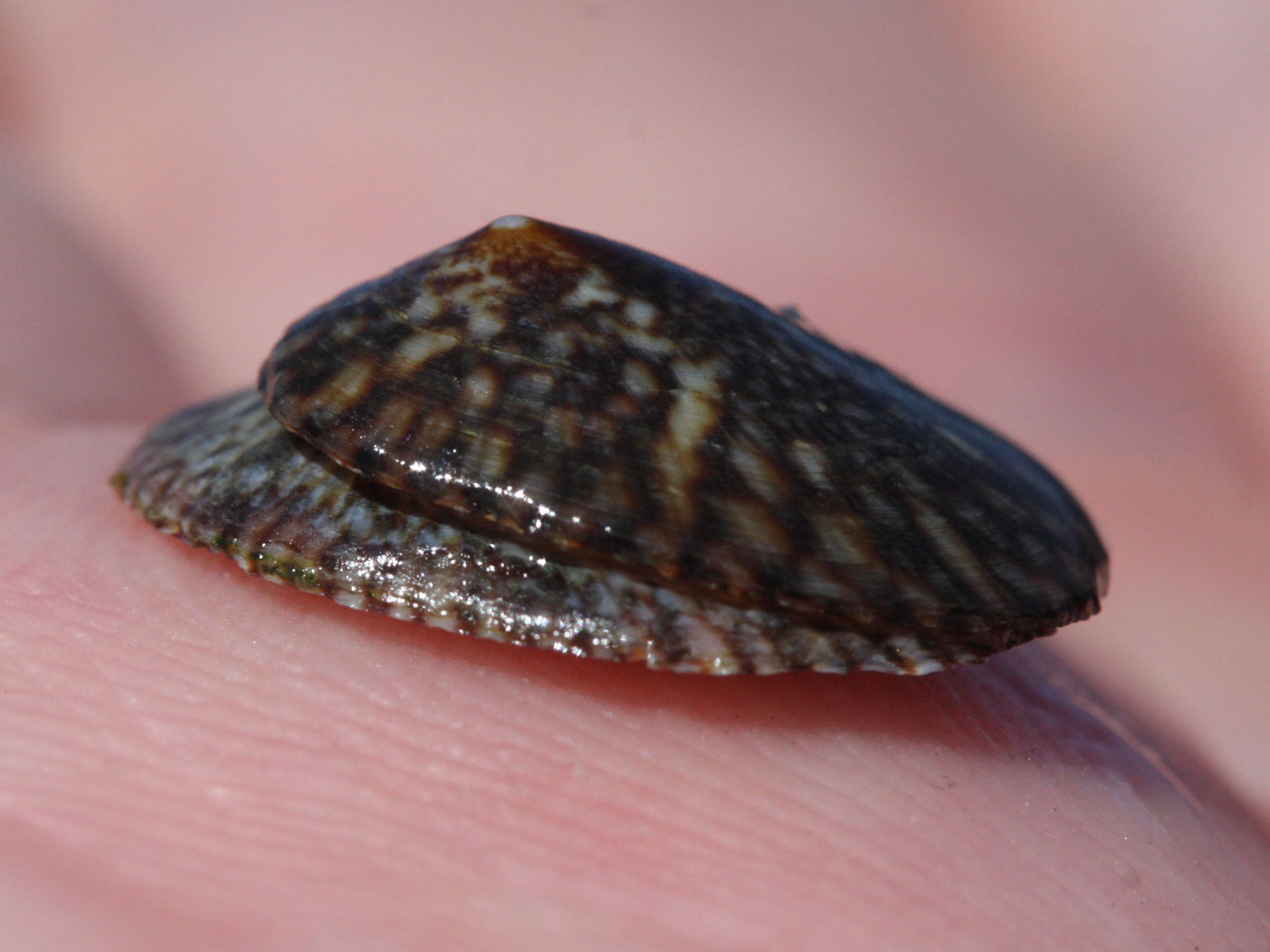 tectura_antillarum3md