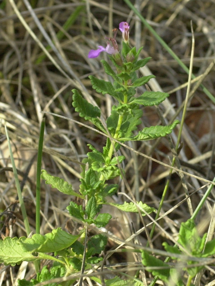 Afficher le média teucrium_chamaedrys1amd teucrium_chamaedrys1amd