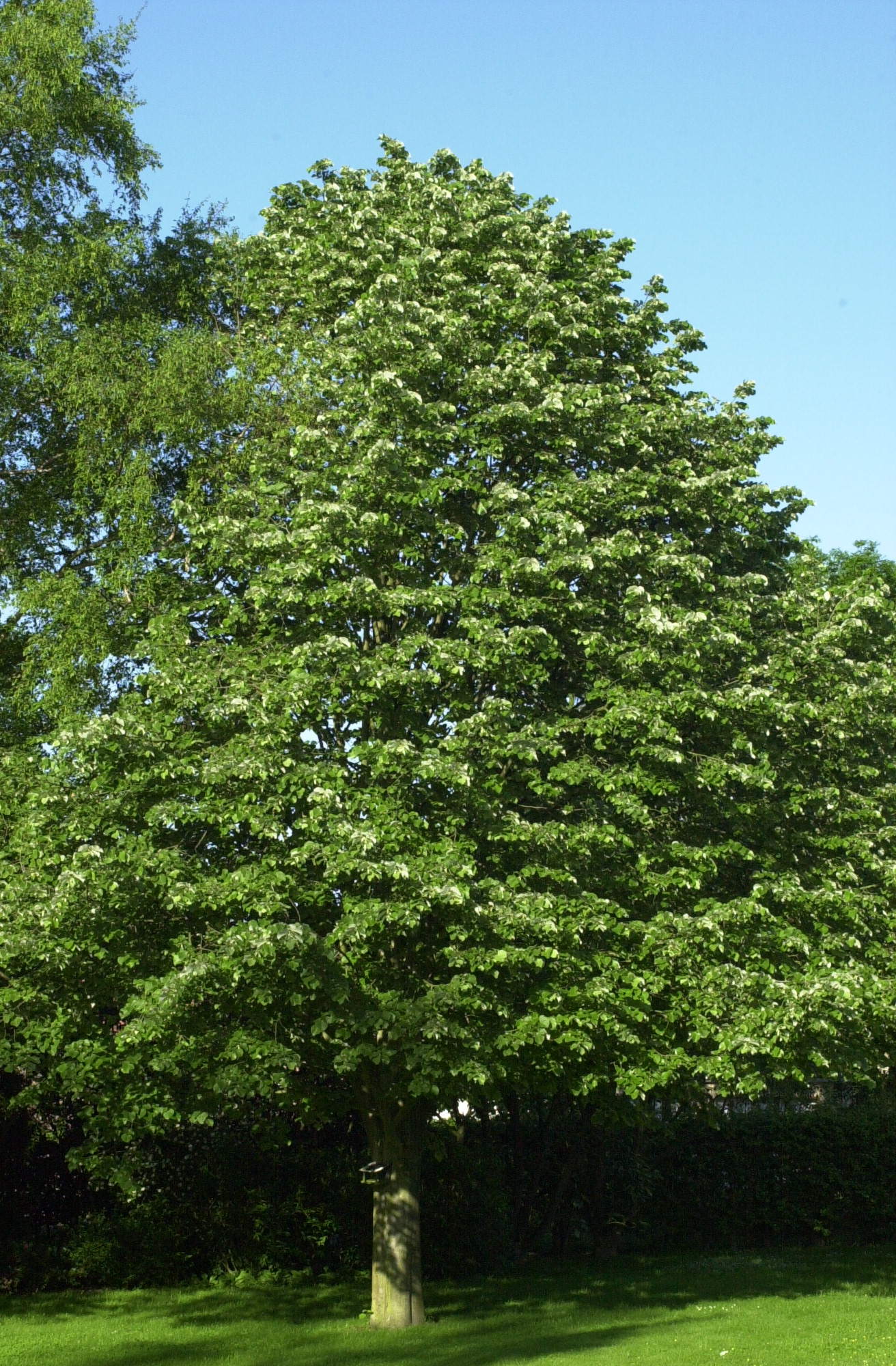 Afficher le média tilia_platyphyllos5md tilia_platyphyllos5md