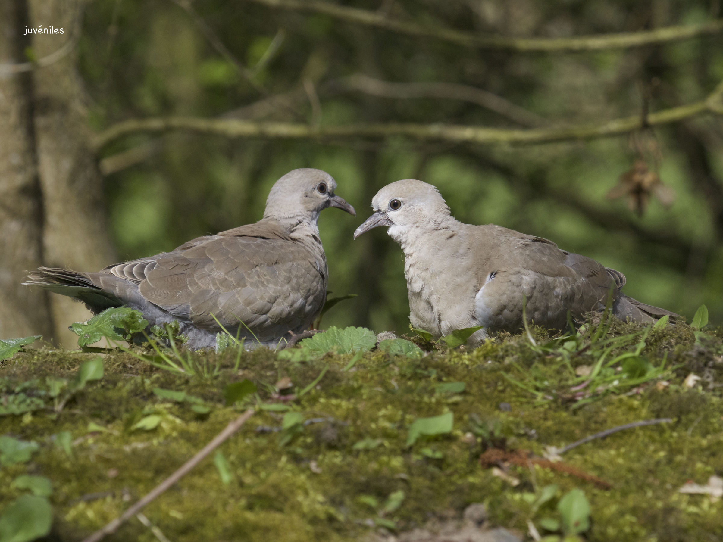 tourterelle_turque_-_streptopelia_decaocto6bd