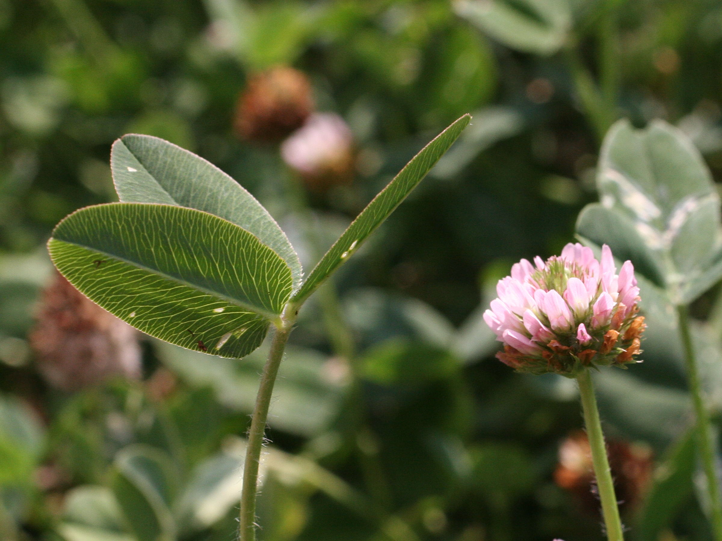 trifolium_fragiferum3md