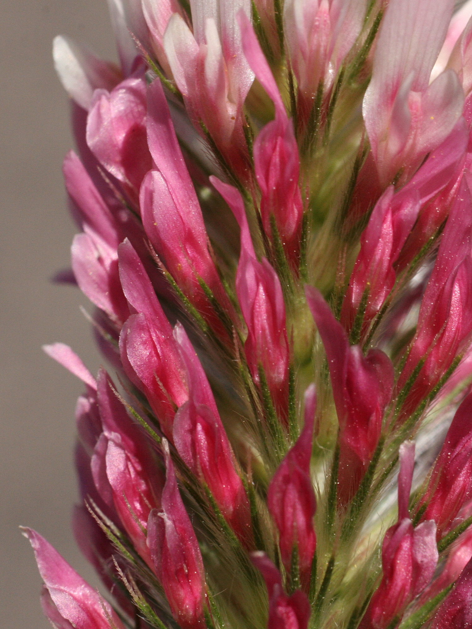 trifolium_incarnatum4md