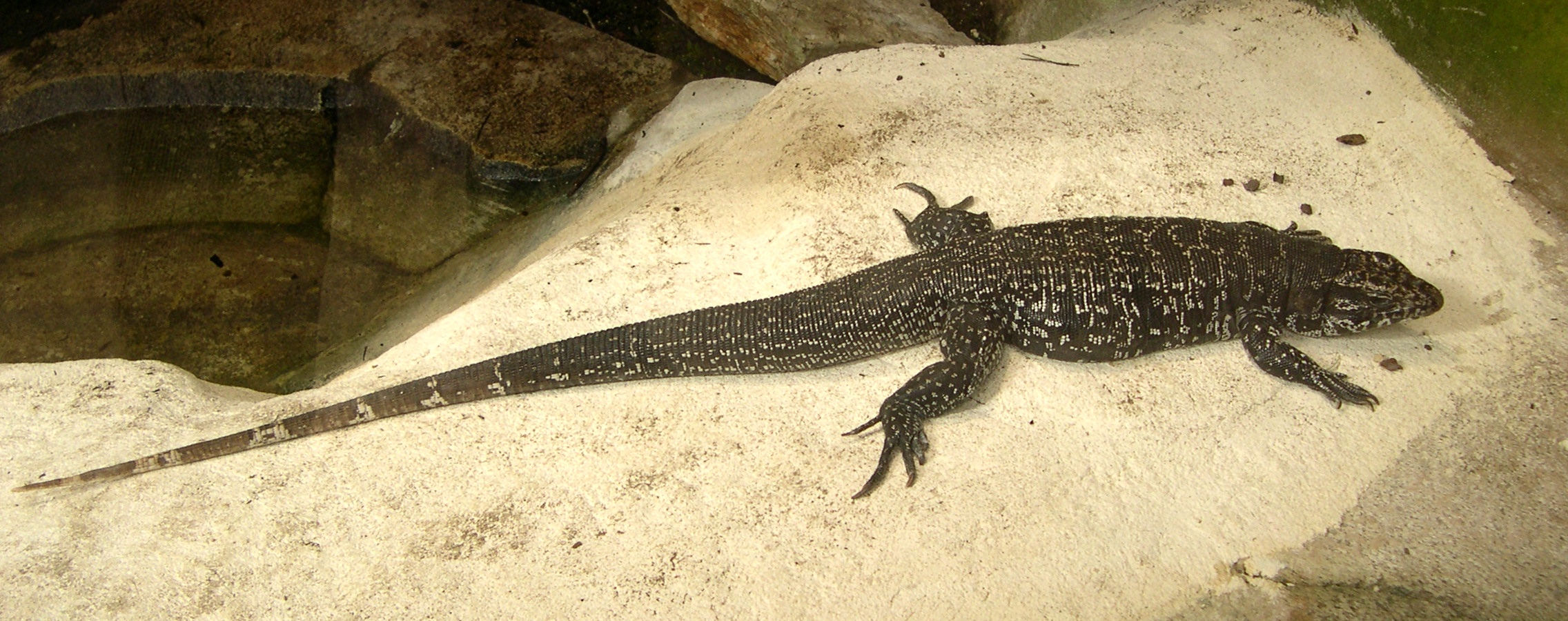 tupinambis_teguixin2md