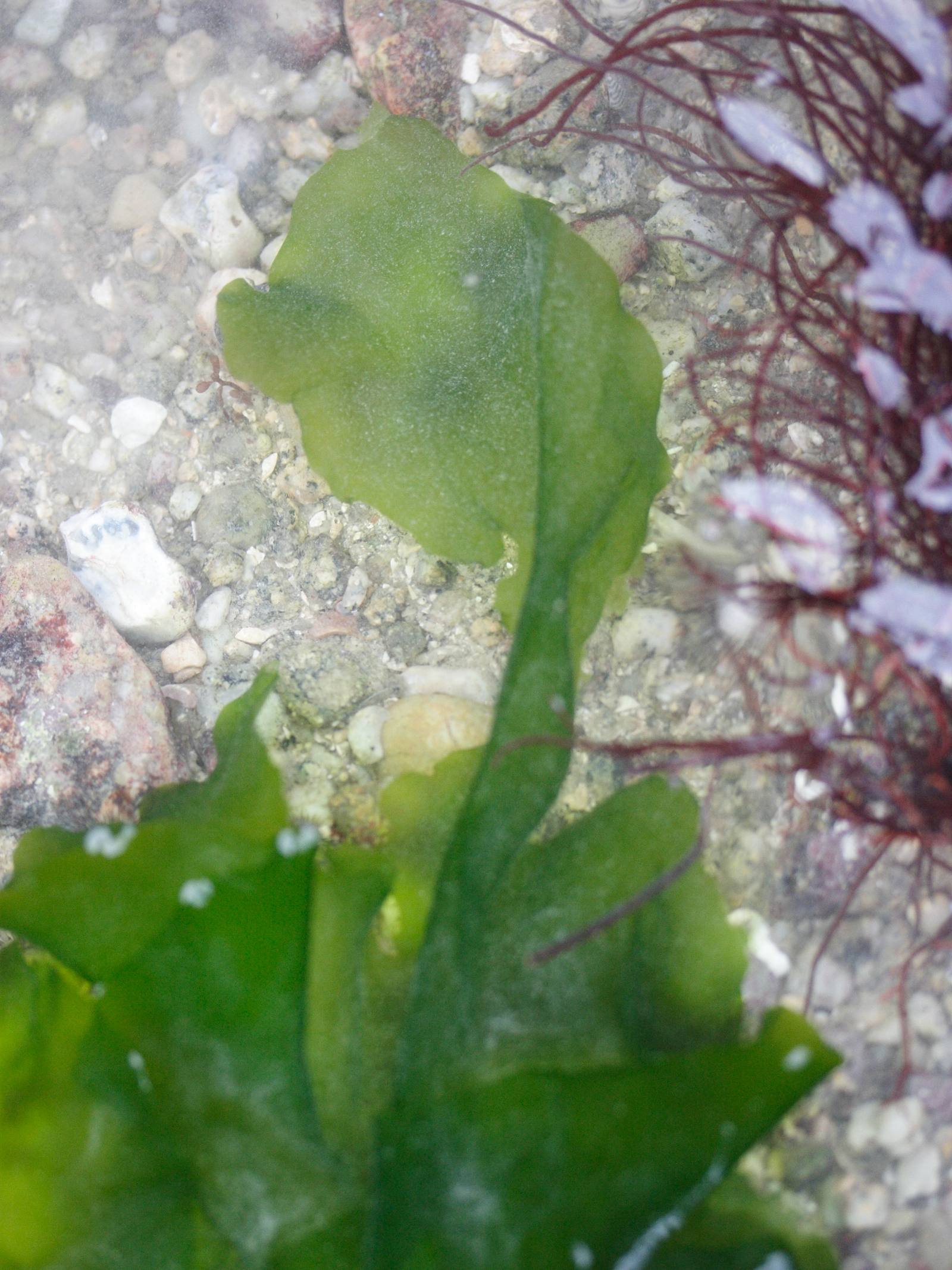 Sysbio, Base De Données De Systématique - Ulva Lactuca (Laitue De Mer)