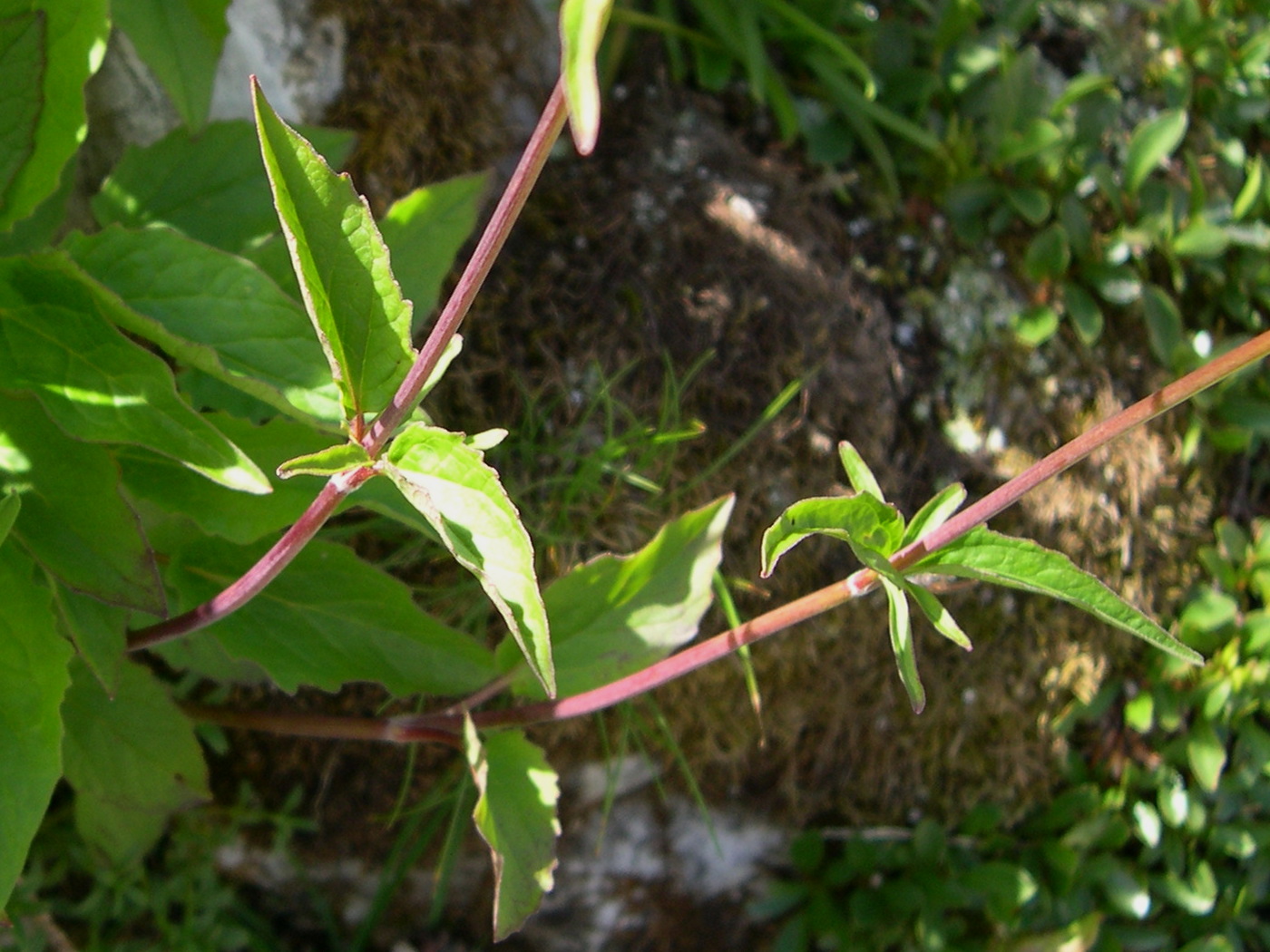 Afficher le média valeriana_tripteris2md valeriana_tripteris2md